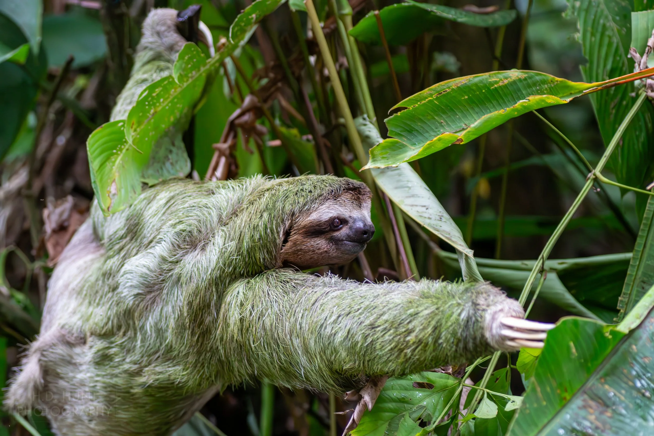 A sloth climbs in a tree in Manuel Antonio National Park, Quepos, Costa Rica.