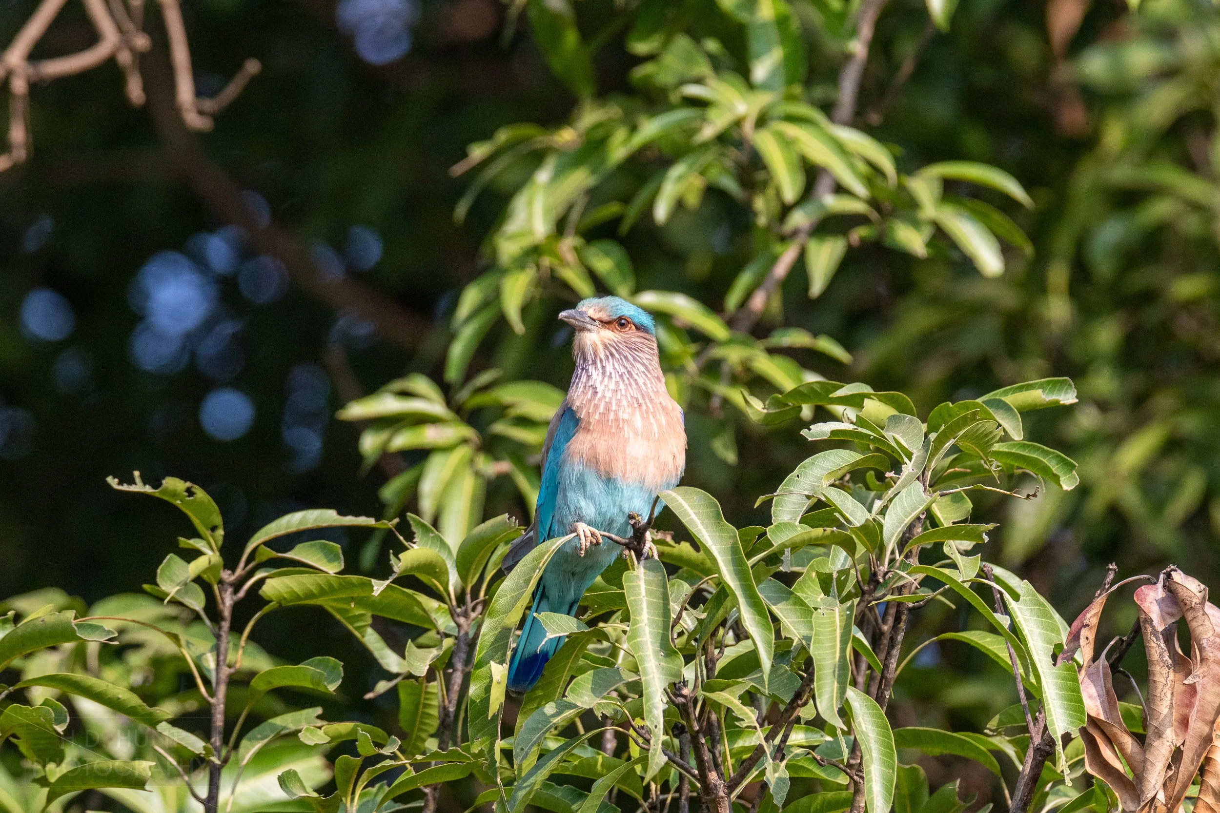 An Indian roller - a bright blue, pink, and purple bird - rests atop a tree branch, Kanha Tiger Reserve, India.