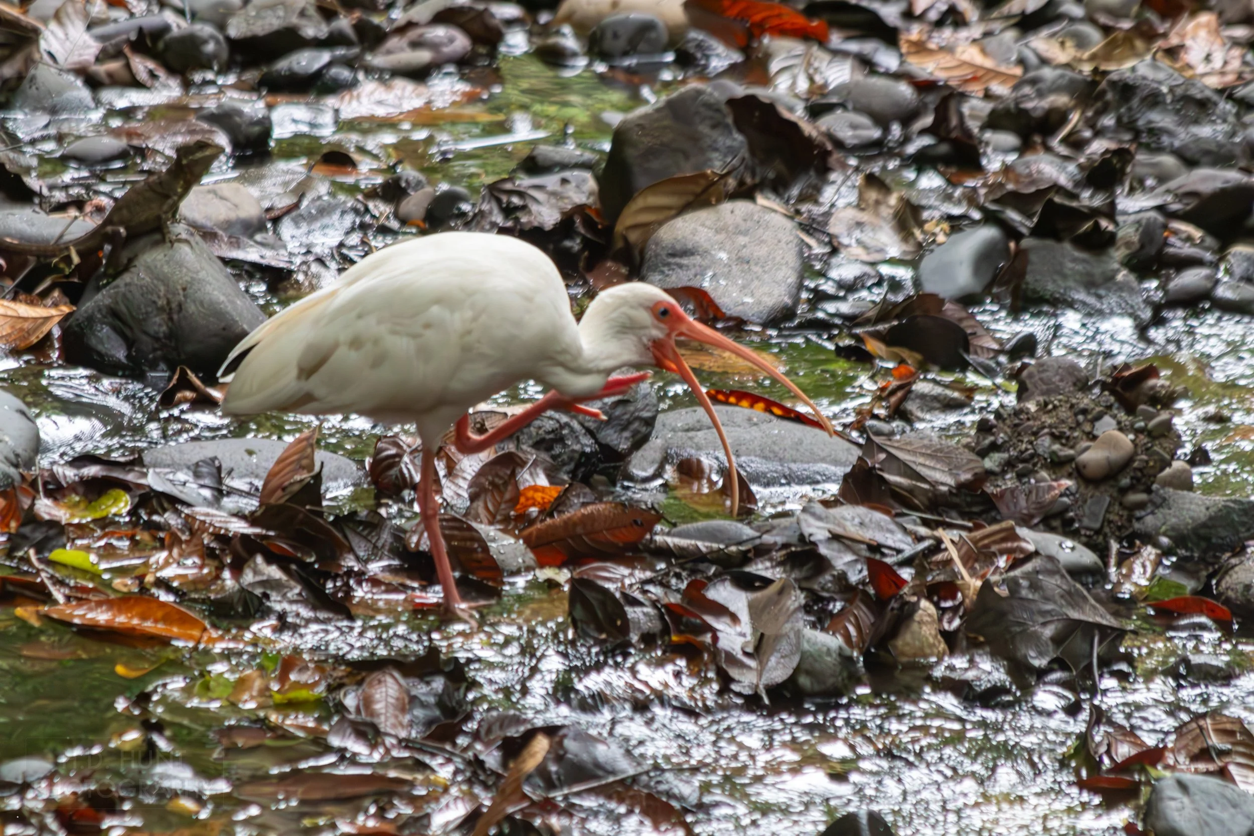 An American white ibis stands in a stream in Manuel Antonio National Park, Quepos, Costa Rica.