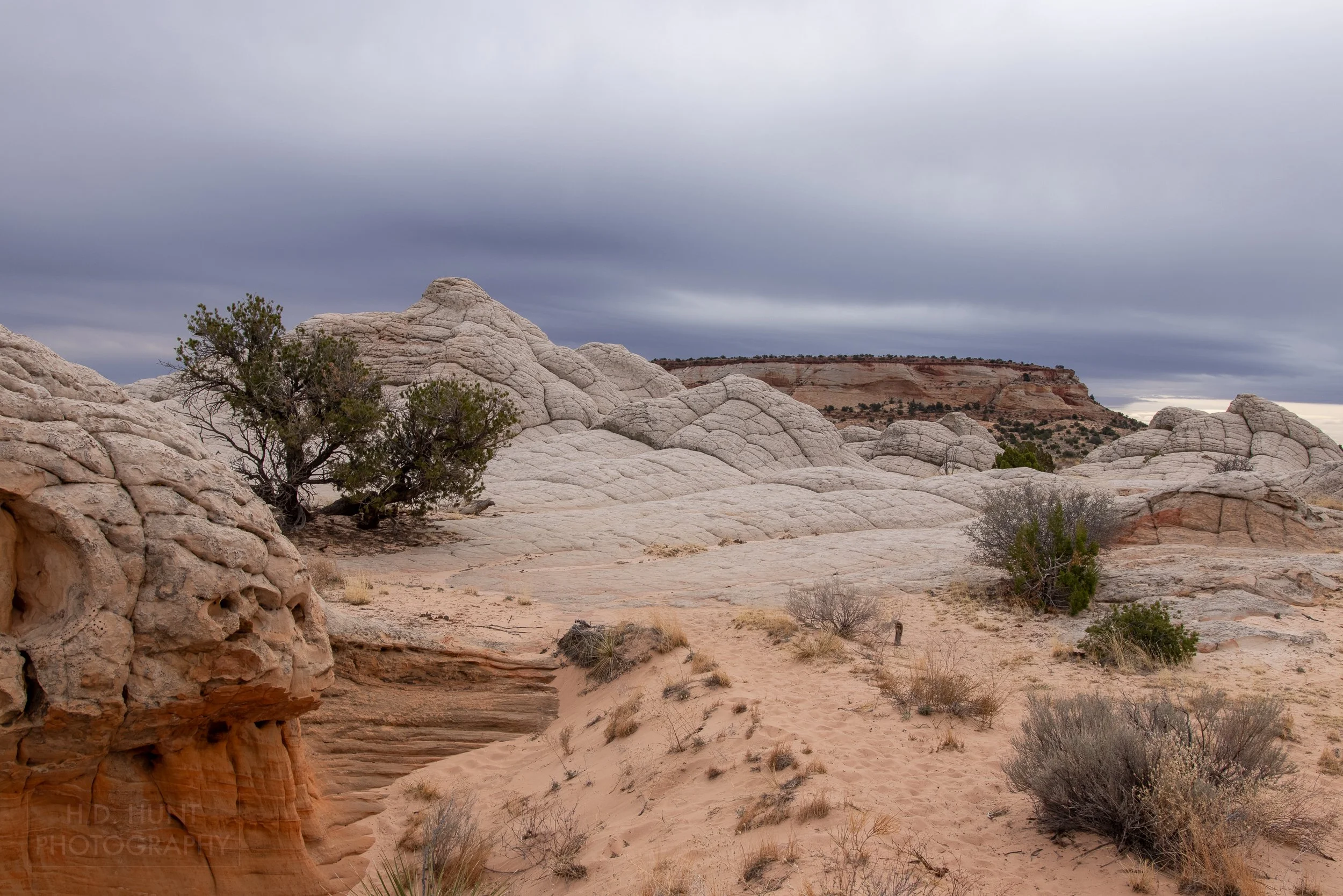 A heavily folded white rock formation stands above a large bush, shrubs, and desert sand in White Pocket, Vermillion Cliffs National Monument, Arizona, United States.