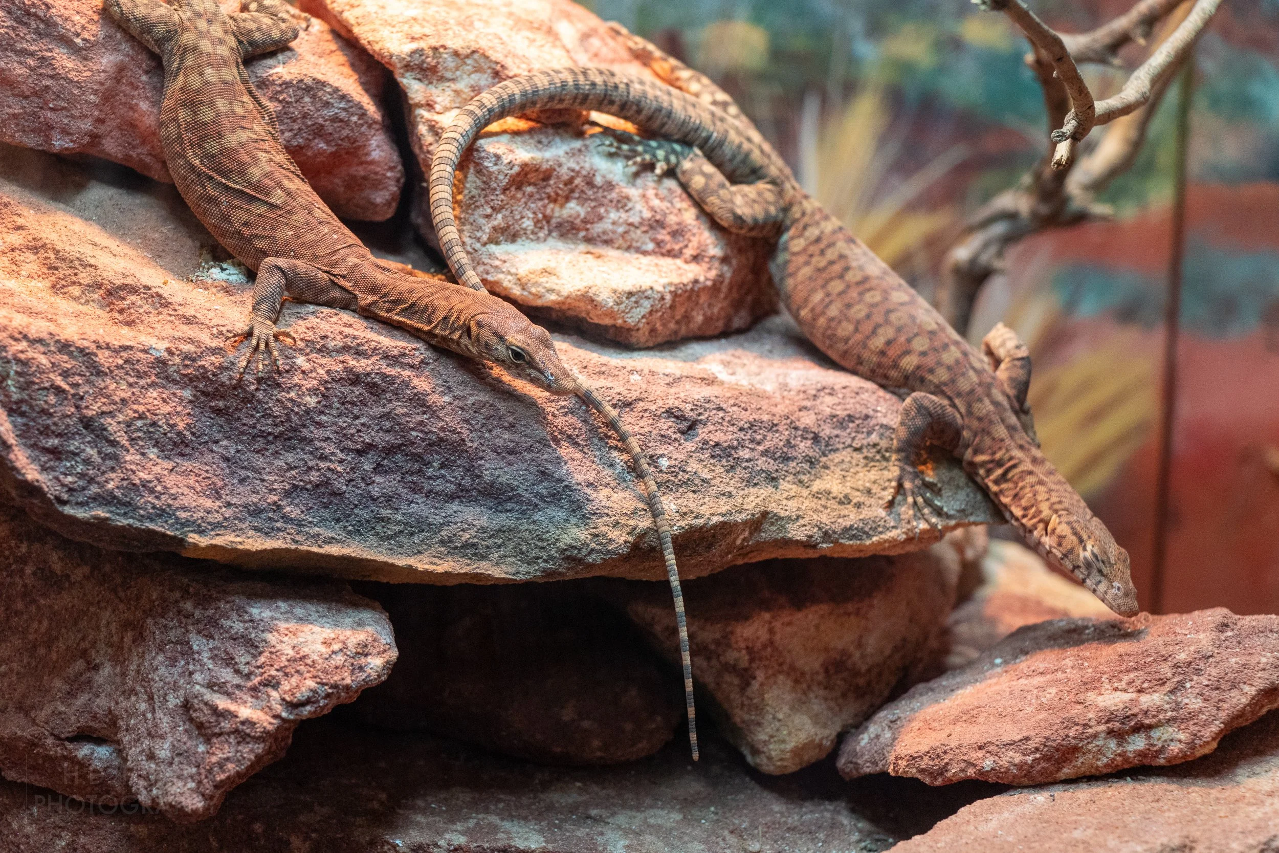 Two Pilbara rock monitors rest atop pink rocks in an enclosure, Featherdale Wildlife Park, Doonside, Australia.