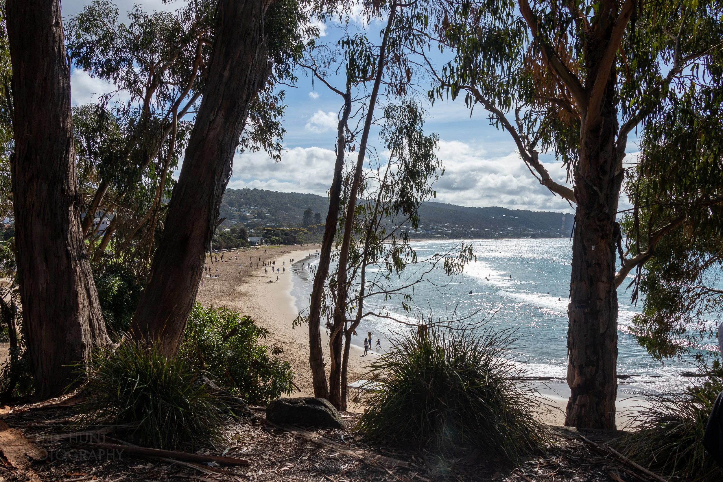 A horseshoe stretch of beach in front of blue ocean water is seen behind trees and shrubs, Lorne, Victoria, Australia.
