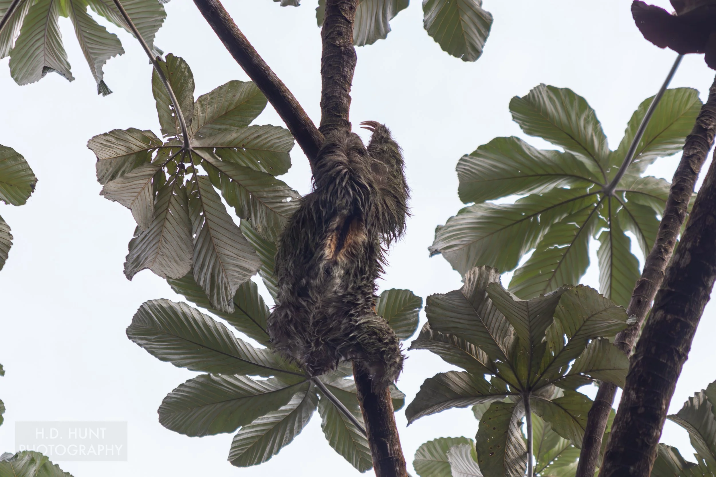 A sloth climbs a tree at La Fortuna Waterfall, La Fortuna, Costa Rica.