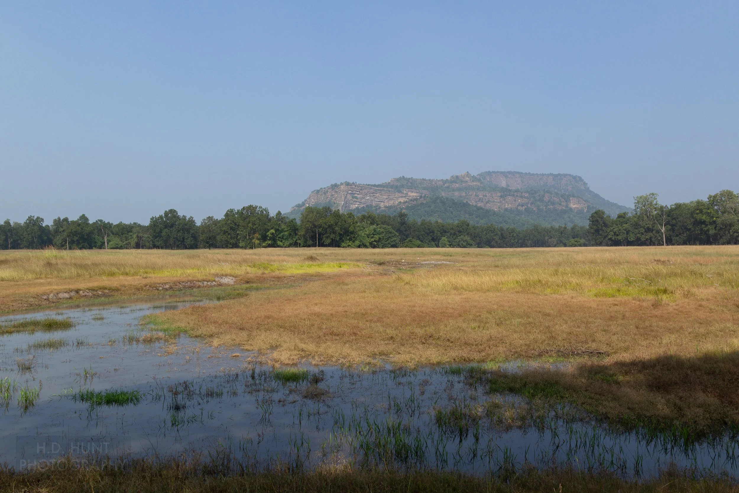 A tall rocky hill containing a fortress rises above a meadow of yellow-green grass and standing water in Bandhavgarh National Park, India.