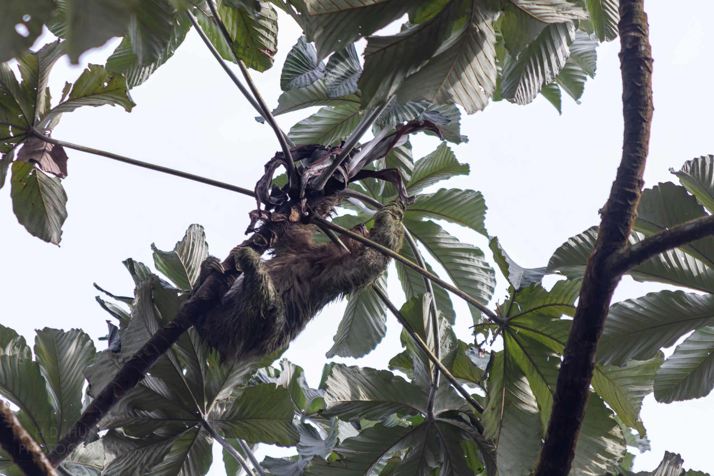 A sloth climbs a tree at La Fortuna Waterfall, La Fortuna, Costa Rica.