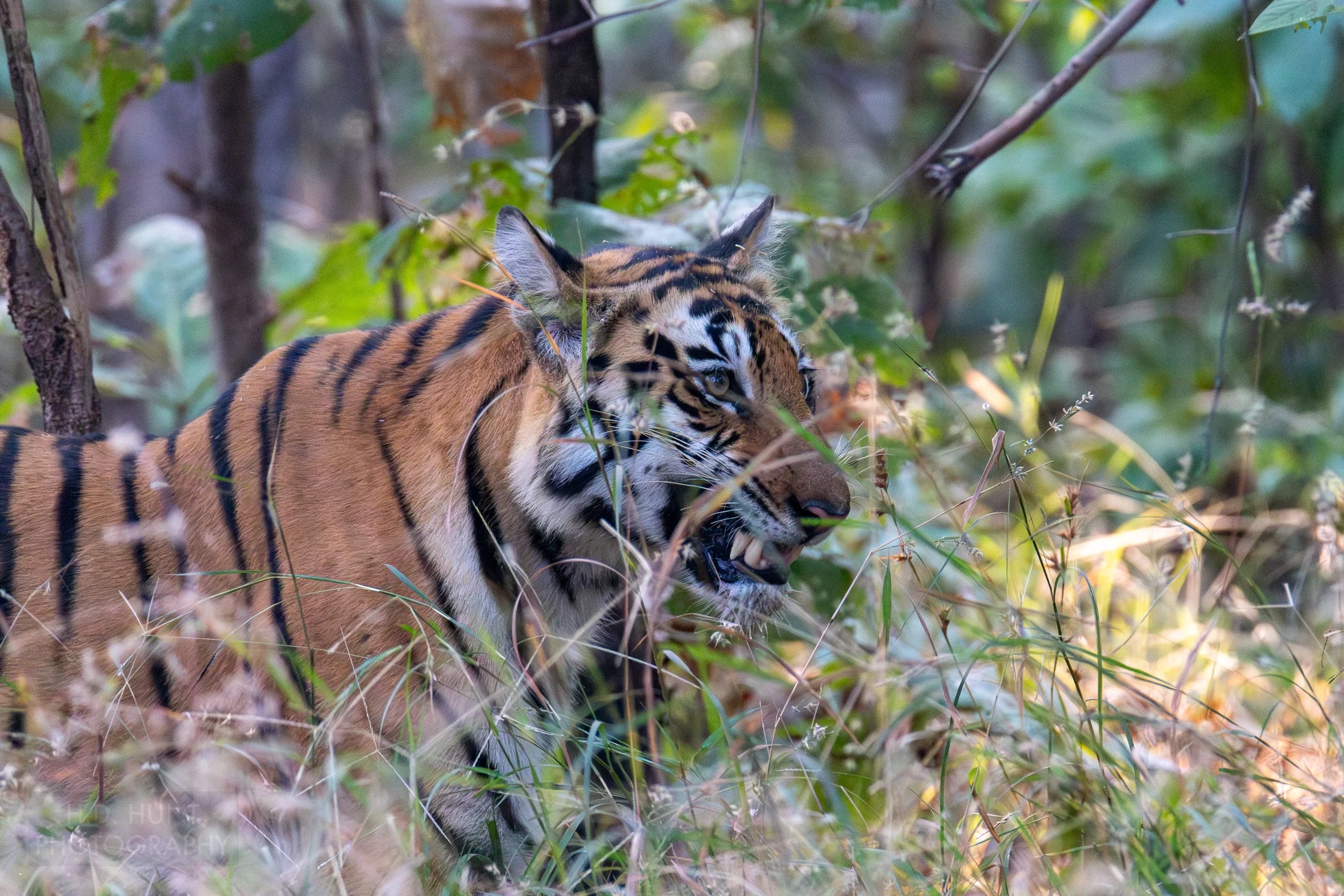 A tiger chews on grass in Panna National Park, India.