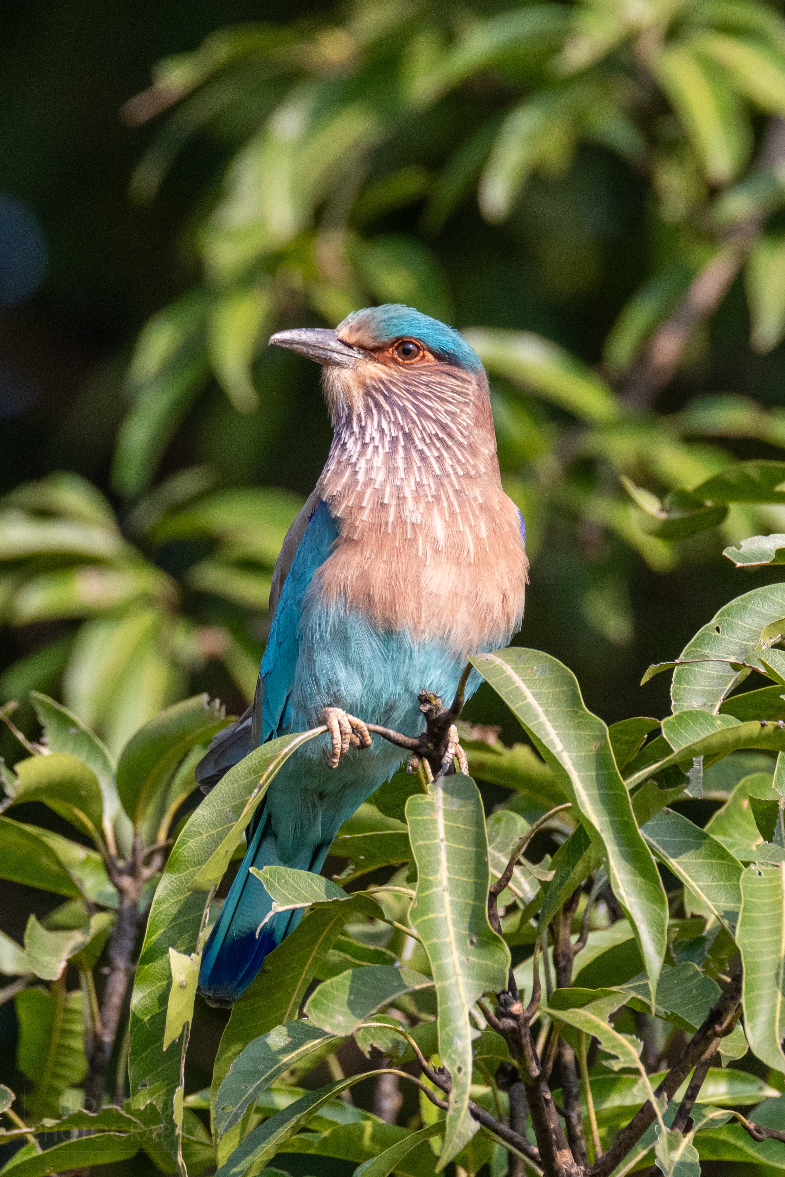 An Indian roller - a bright blue, pink, and purple bird - rests atop a tree branch, Kanha Tiger Reserve, India.