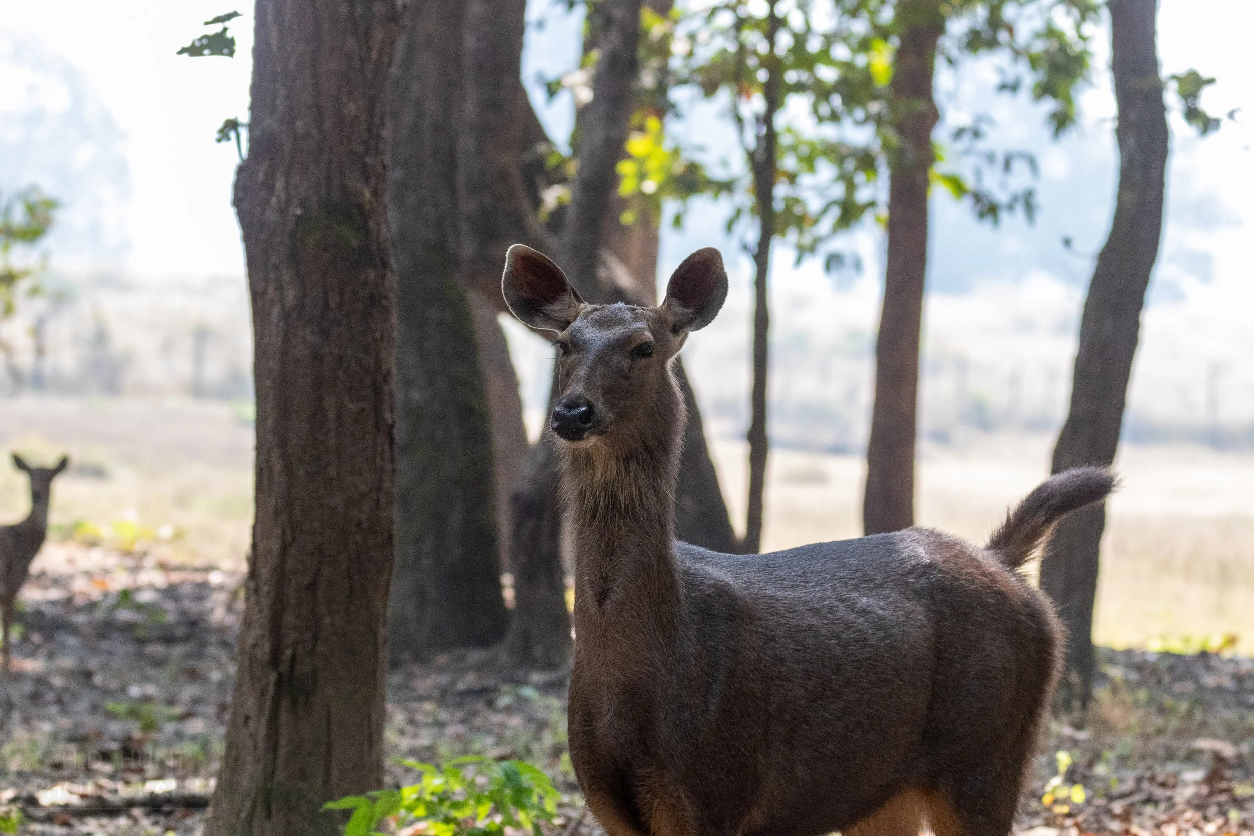 A sambar deer stares into the distance in front of several trees, Kanha Tiger Reserve, India.