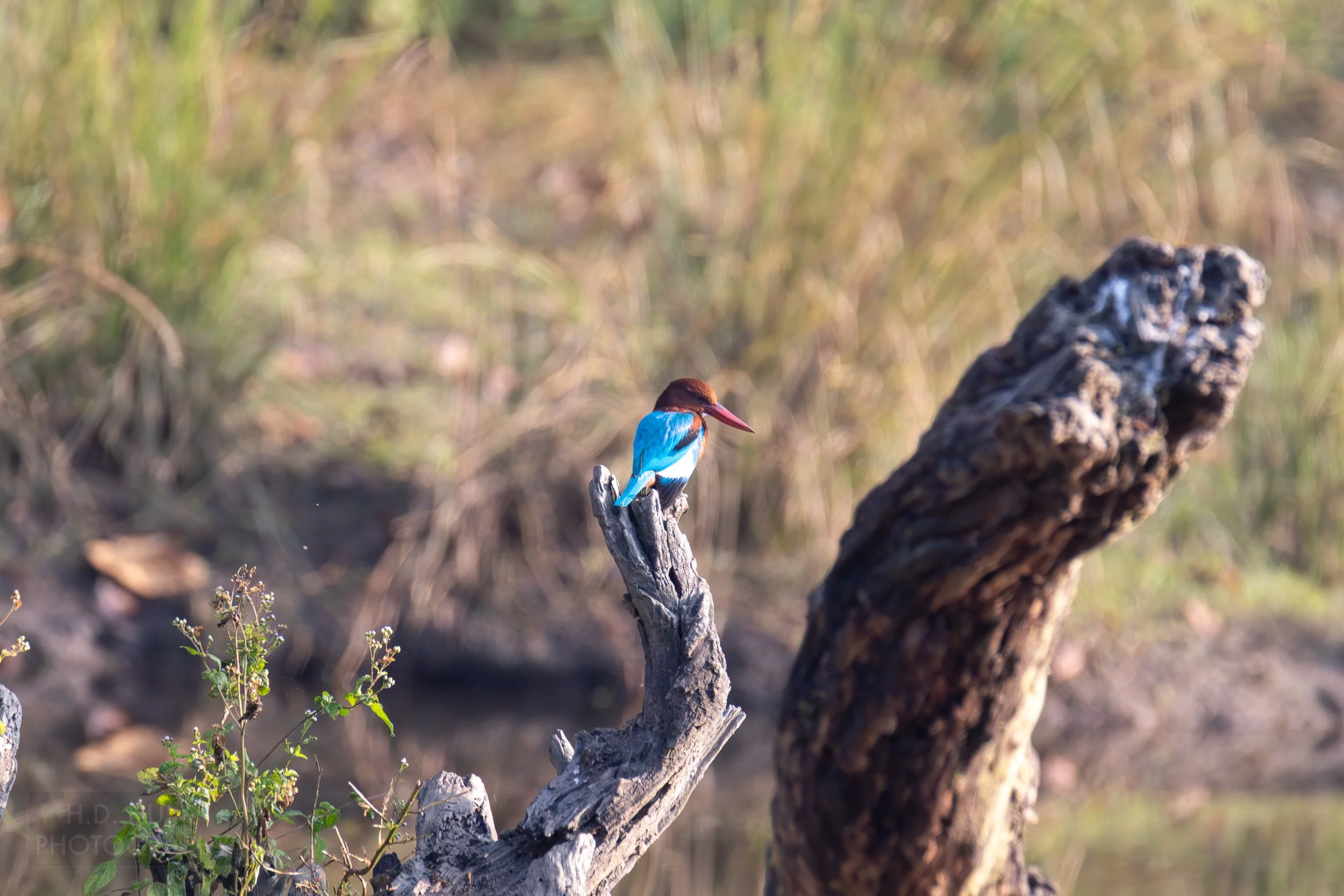 A white-throated kingfisher - a blue, orange, and pink bird - sits atop a dead tree in Kanha Tiger Reserve, India.