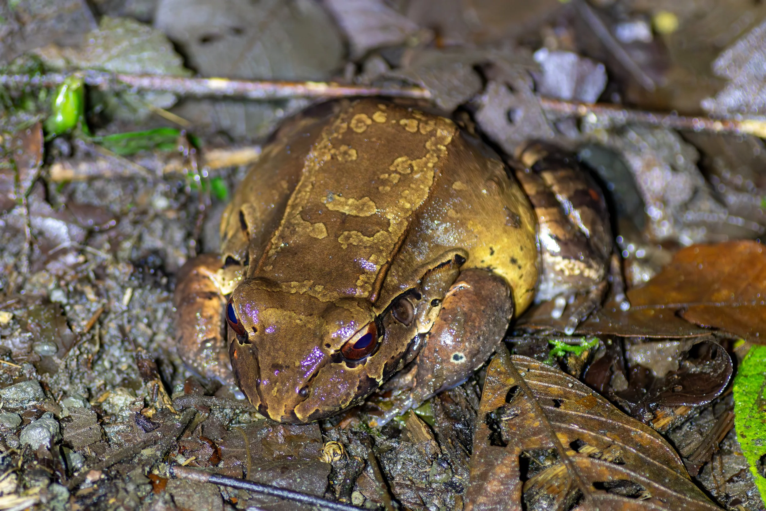 A smoky jungle frog in the jungle forest beneath Arenal Volcano, La Fortuna, Costa Rica.