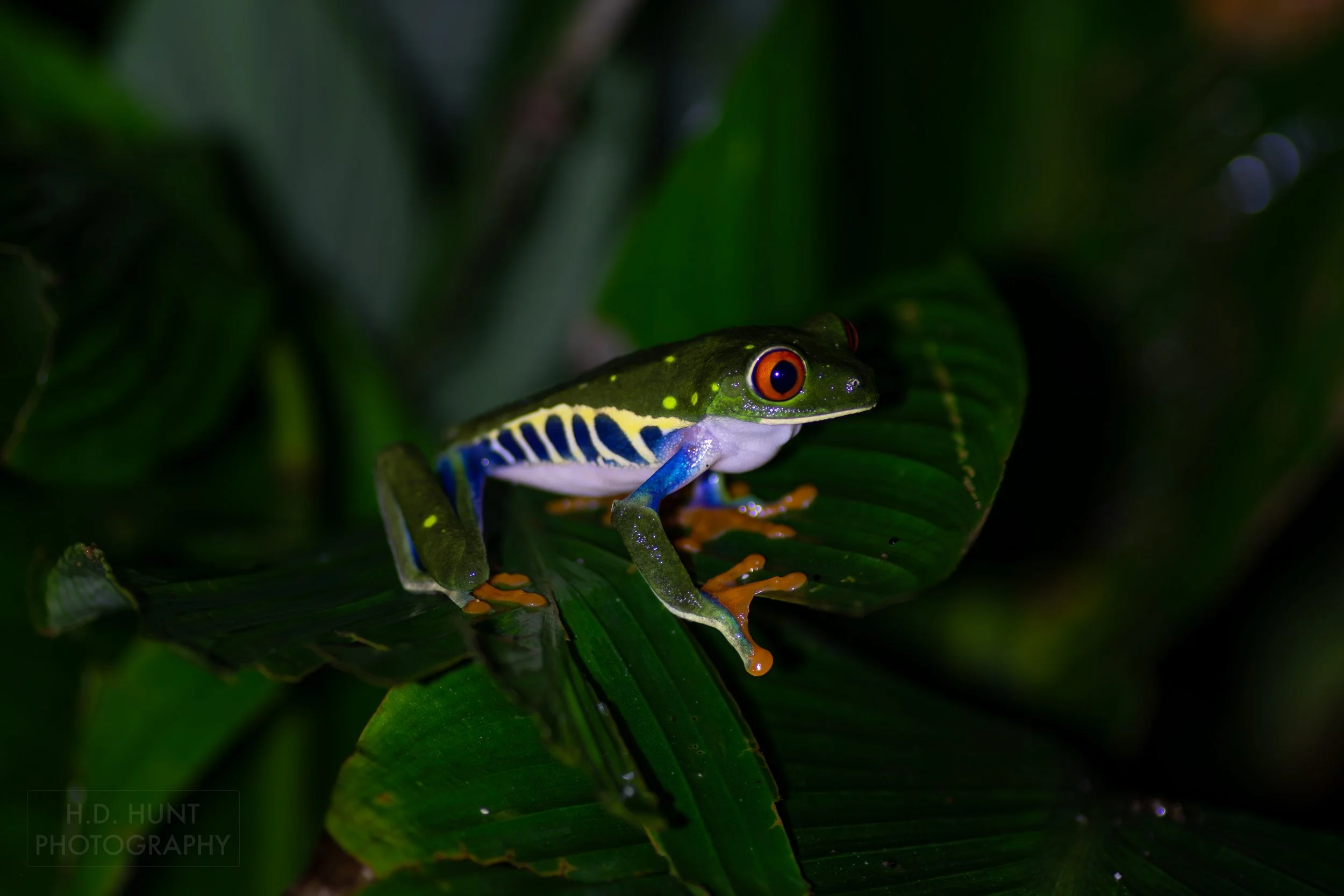 A red-eyed tree frog sits atop a leaf in a jungle forest beneath Arenal Volcano, La Fortuna, Costa Rica.