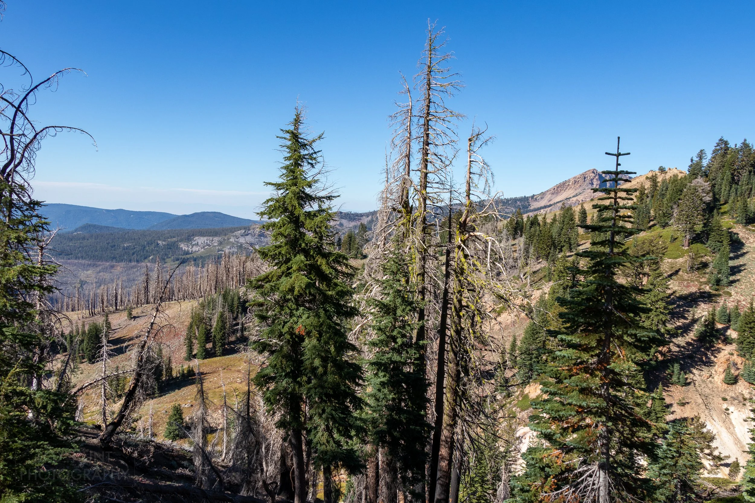 In the foreground, several tall pine trees obscure the view of burnt pine trees in the mid-ground, with mountains in the background, Lassen Volcanic National Park, California, United States.