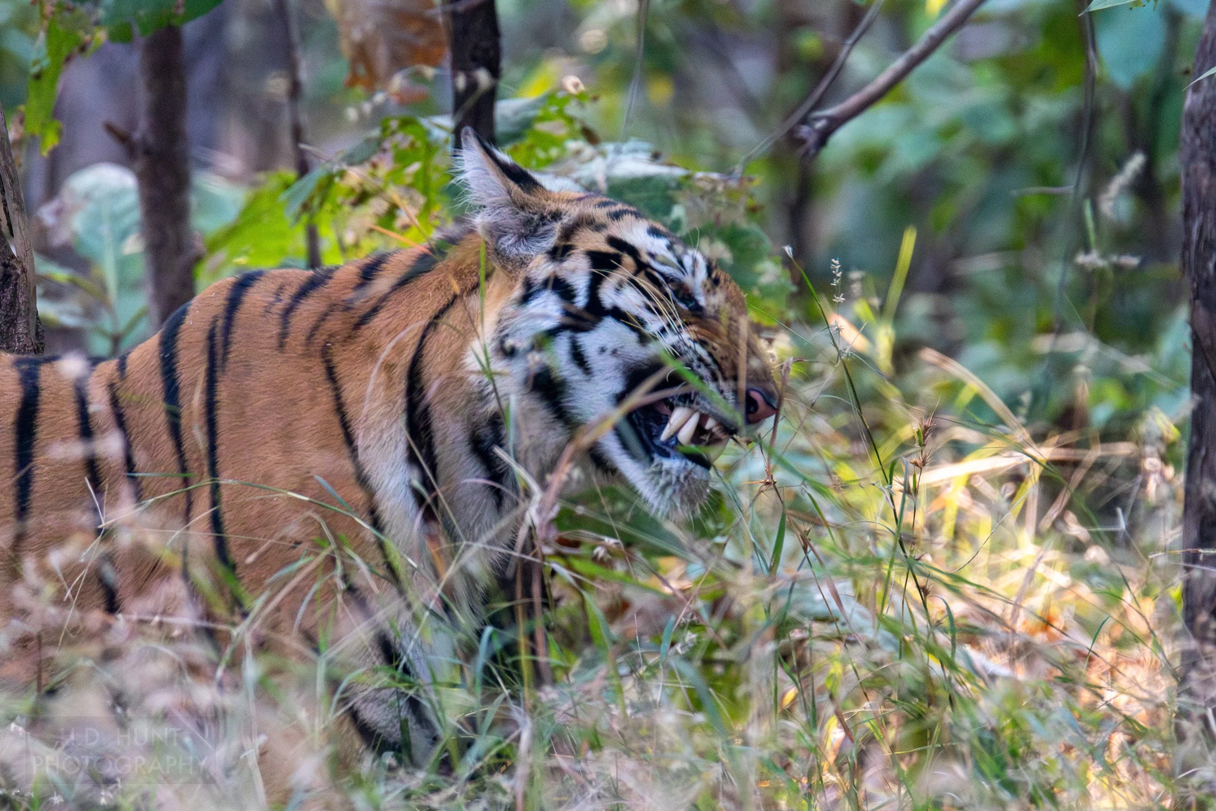 A tiger chews on grass in Panna National Park, India.