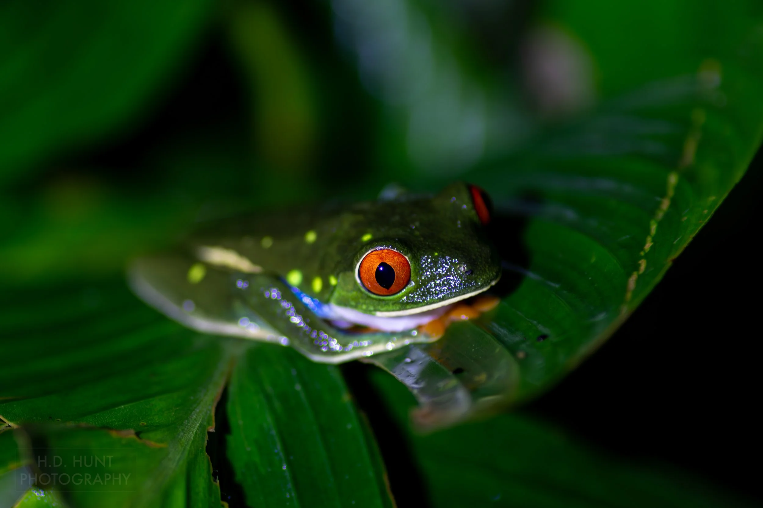 A red-eyed tree frog sits atop a leaf in a jungle forest beneath Arenal Volcano, La Fortuna, Costa Rica.
