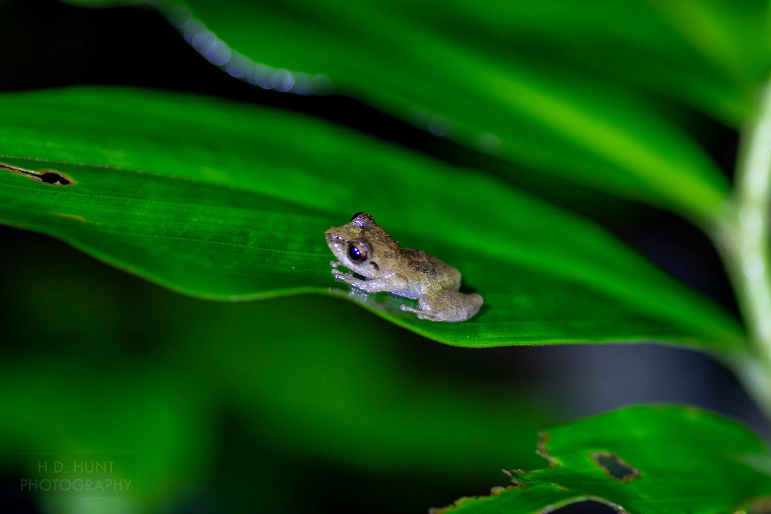 A tiny tink frog sits atop a leaf in the jungle forest beneath Arenal Volcano, La Fortuna, Costa Rica.