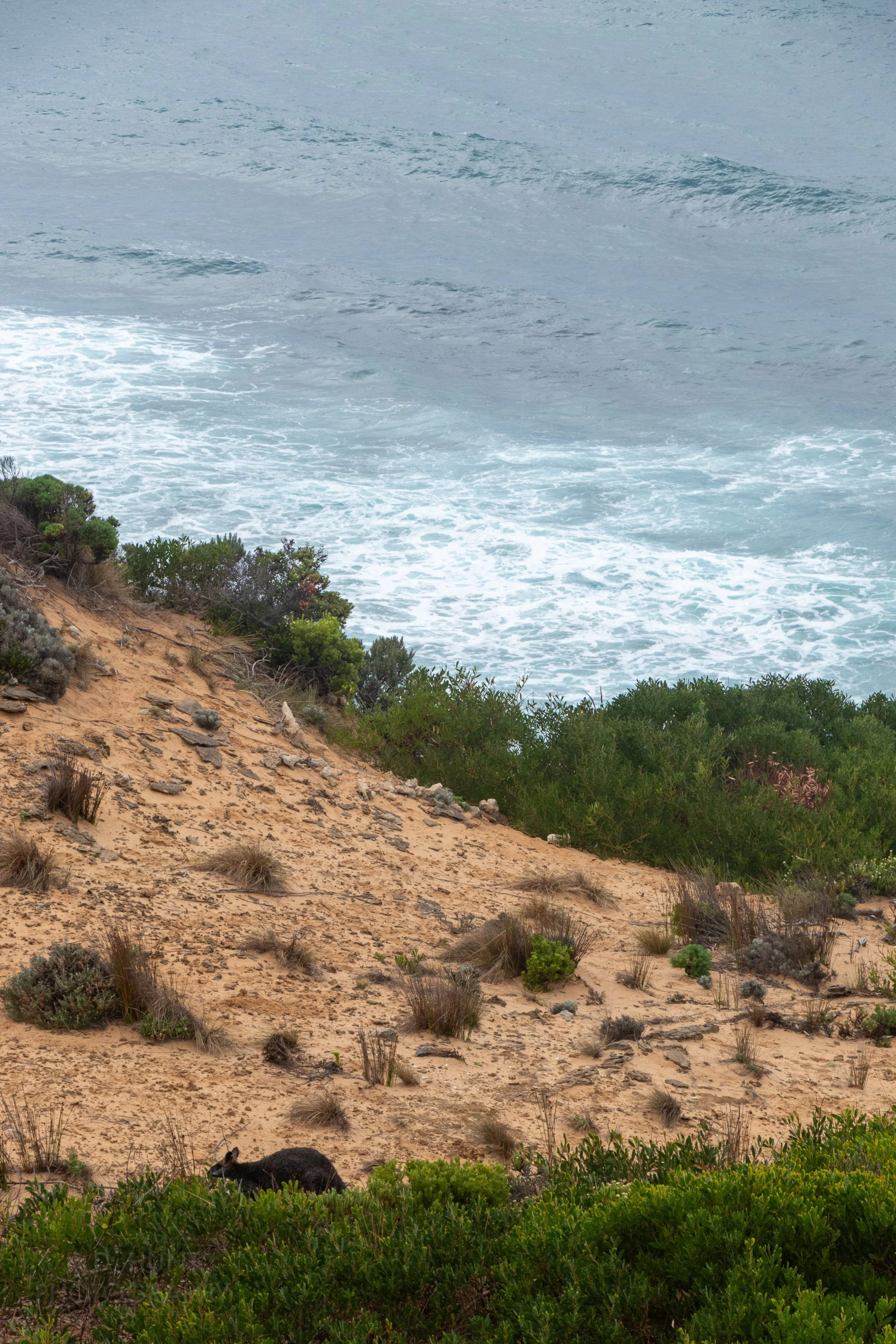 A wallaby hides behind green shrubs along a sandy track high above the Southern Ocean along The Great Ocean Walk, Victoria, Australia.