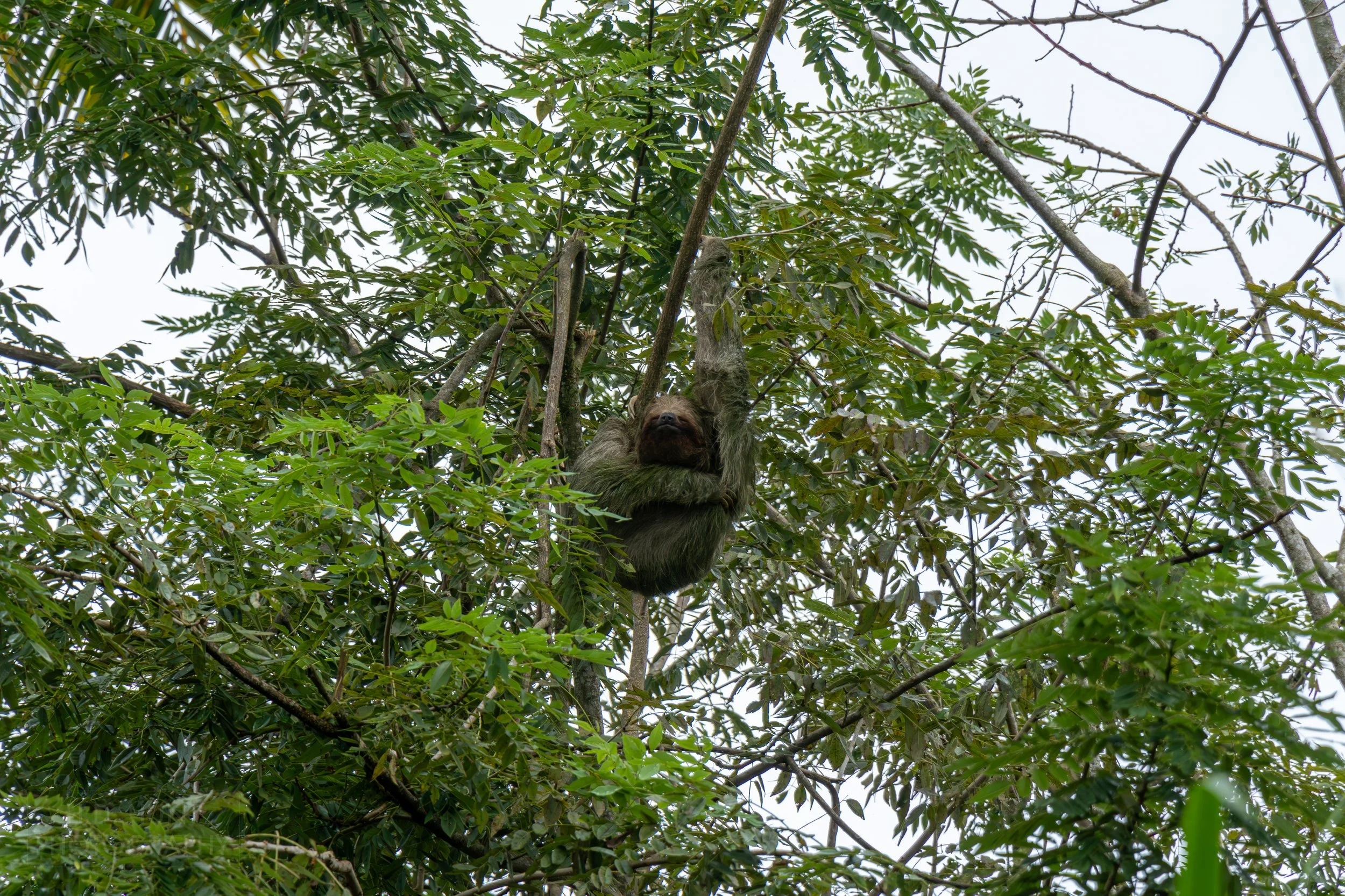 A sloth clings to a tree near the village of Tanque, Costa Rica.