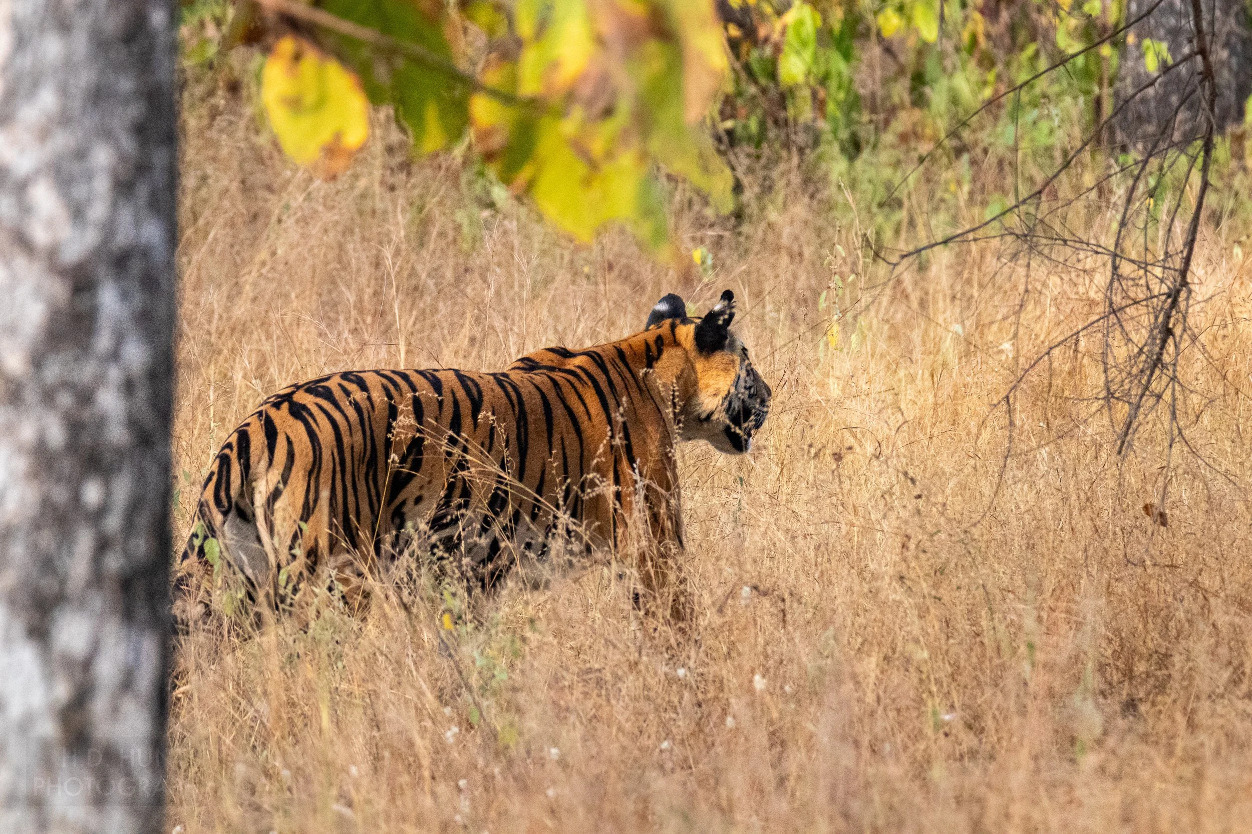 A tiger walks through tall yellow grass in Panna National Park, India.