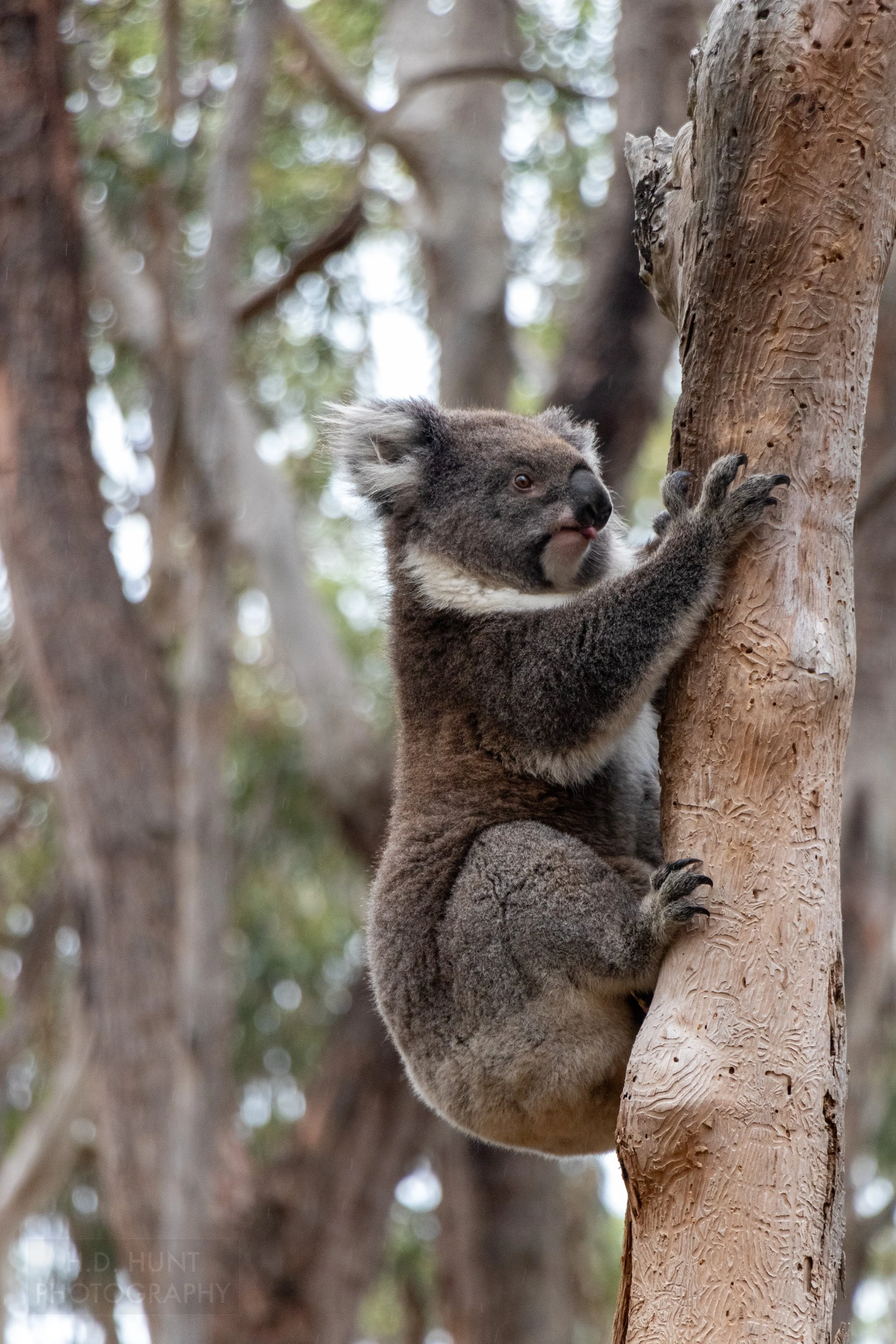 A koala is seen in a tree near Blanket Beach along The Great Ocean Walk, Victoria, Australia.