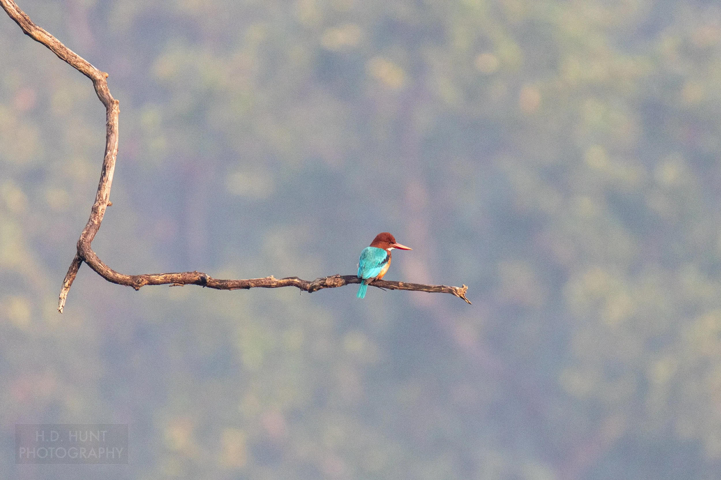 A white-throated kingfisher - a blue, red, and orange bird - sits atop a tree branch in Bandhavgarh National Park, India.