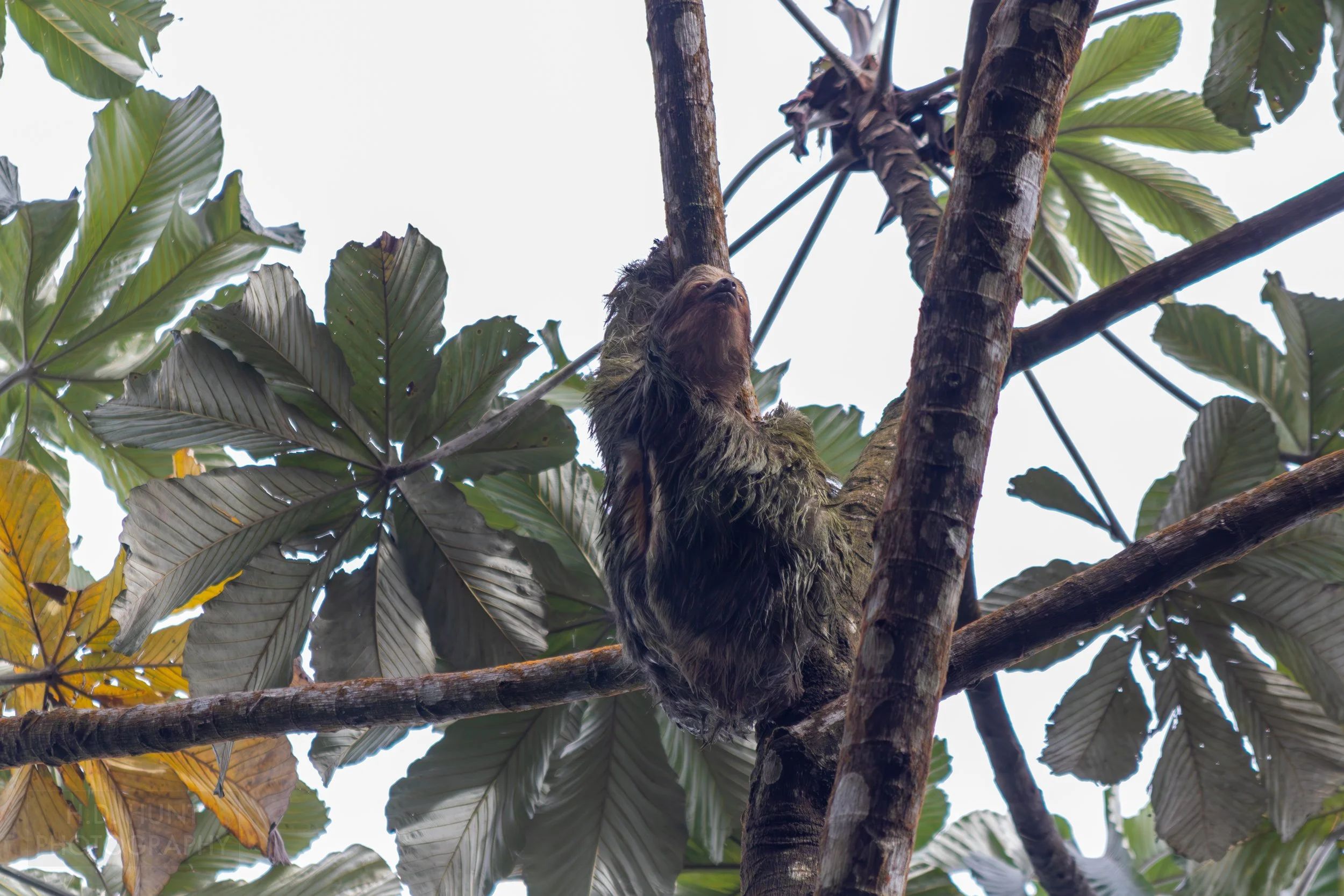 A sloth climbs a tree at La Fortuna Waterfall, La Fortuna, Costa Rica.