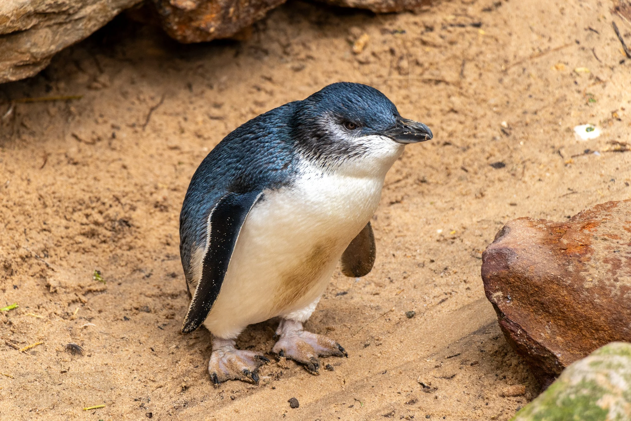 A little penguin stands pensively, Featherdale Wildlife Park, Doonside, Australia.