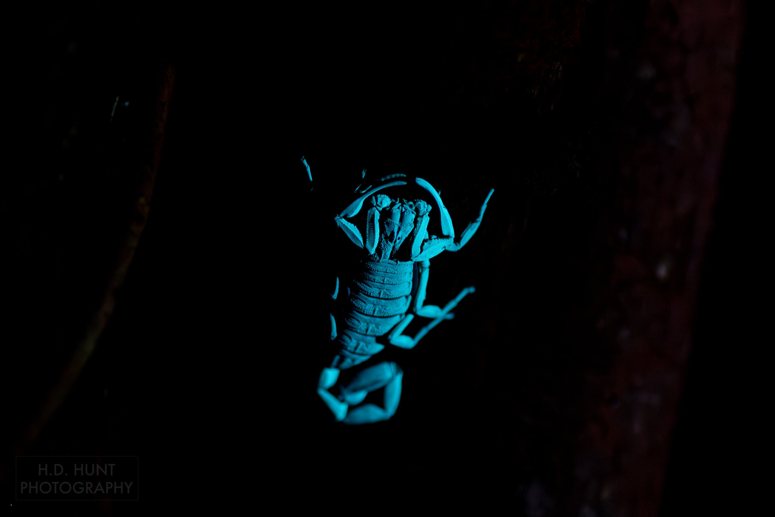 A scorpion glows blue under ultraviolet light in Monteverde, Costa Rica.