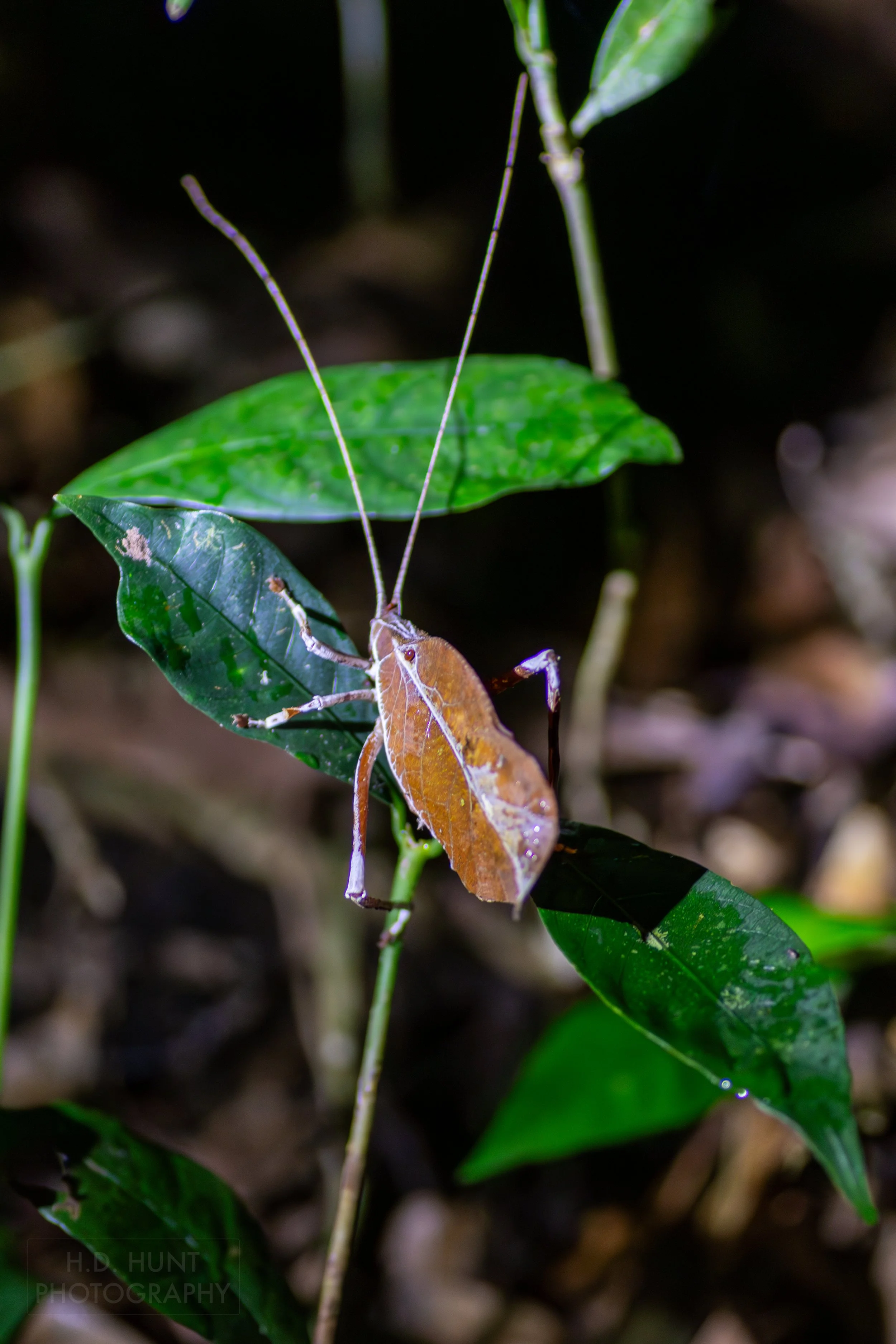 A leaf-mimic katydid sits atop a plant in Monteverde, Costa Rica.