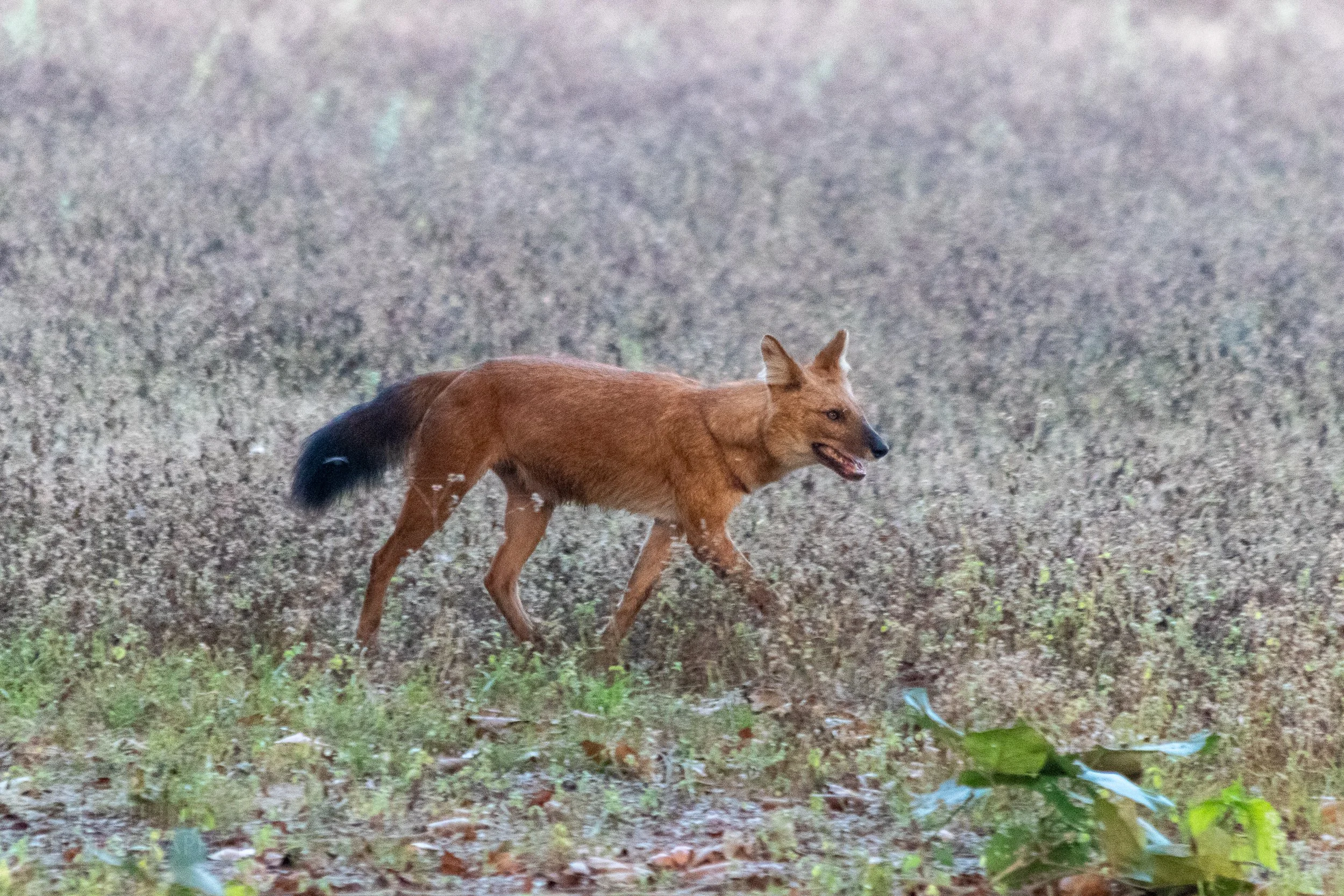A dhole - a rare dog-looking mammal with a thick black tail - walks through a field in Kanha Tiger Reserve, India.