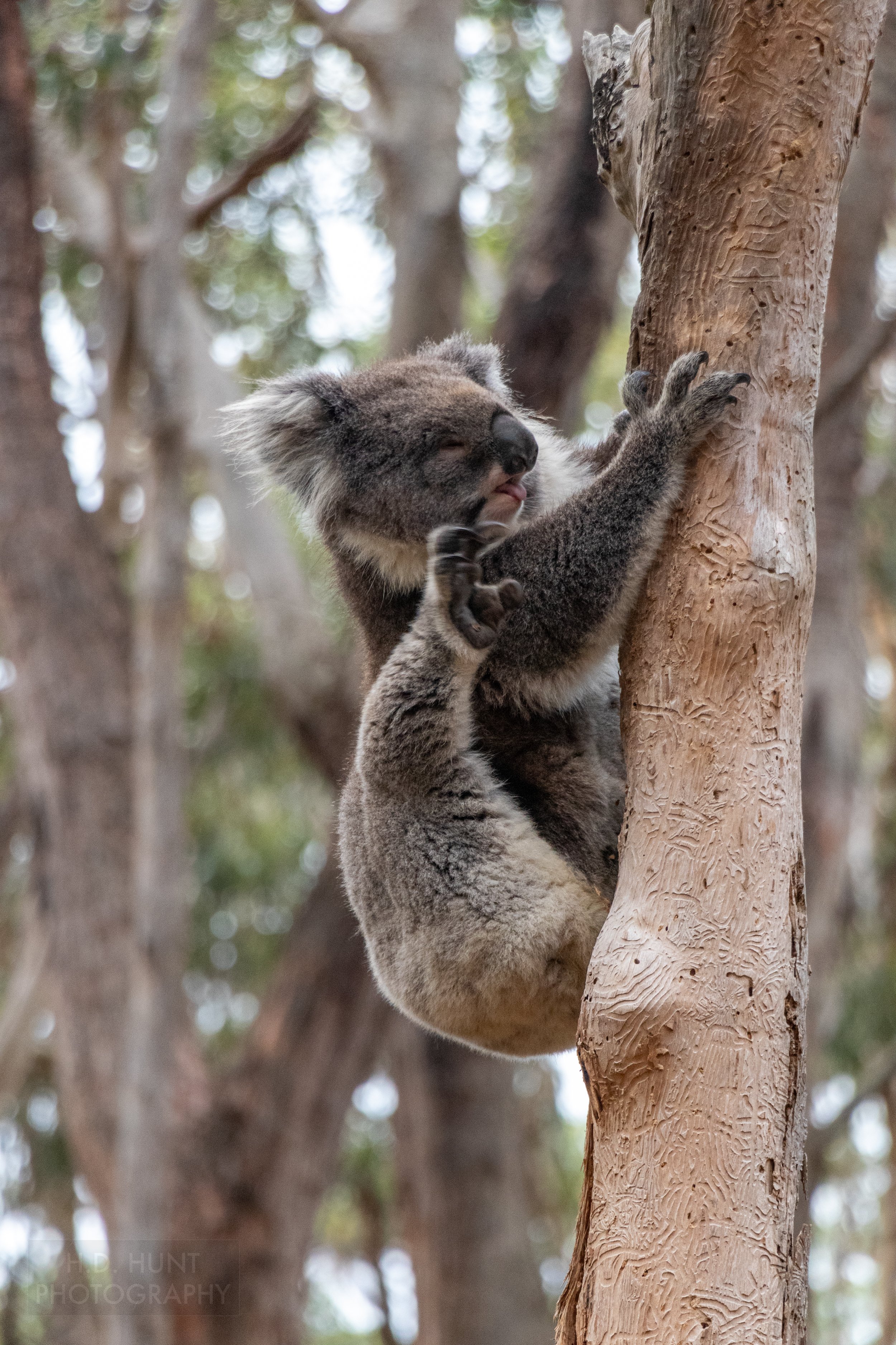 A koala is seen in a tree near Blanket Beach along The Great Ocean Walk, Victoria, Australia.