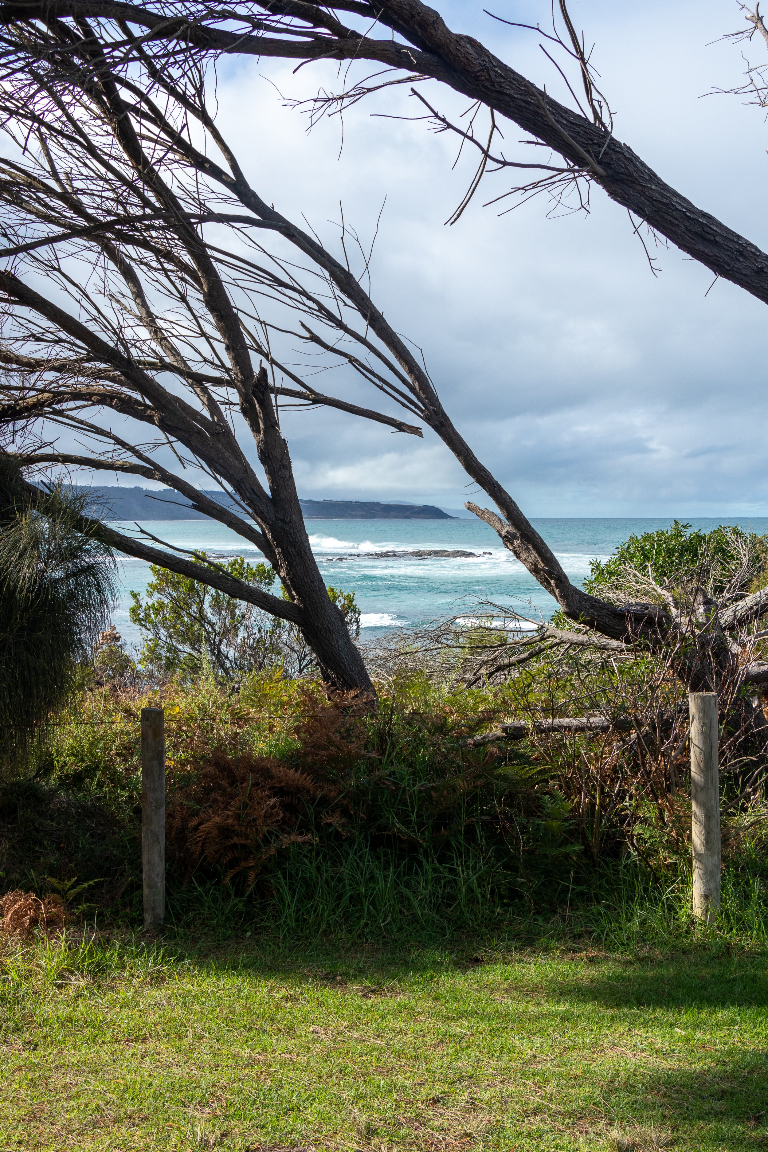 The blue waters of the Southern Ocean is seen behind trees and shrubs along The Great Ocean Walk, Victoria, Australia.