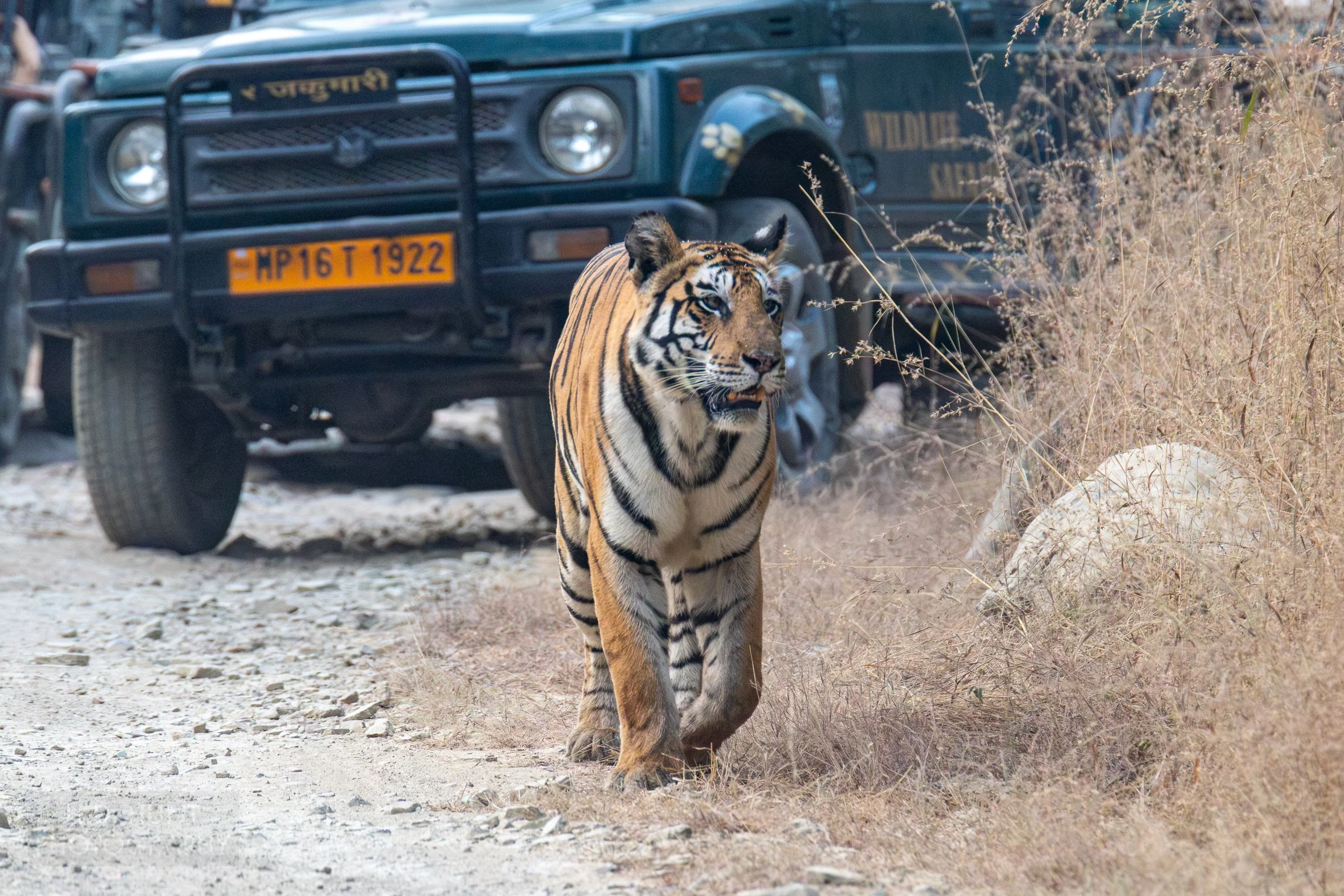 A tiger walks along a dirt road next to yellow grass in front of a jeep-like vehicle in Panna National Park, India.