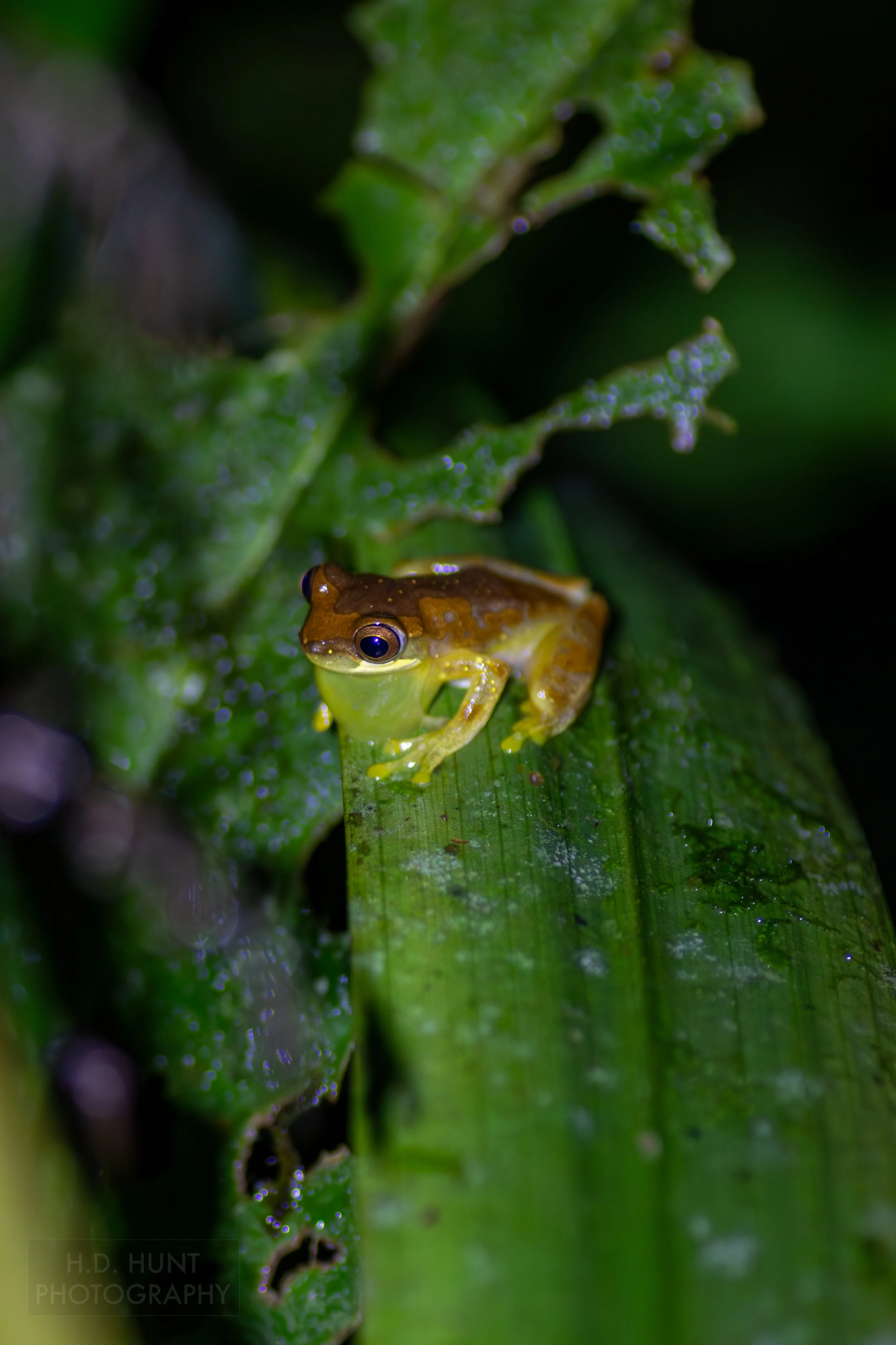 An hourglass treefrog with an inflated vocal sac sits atop a leaf in a jungle forest beneath Arenal Volcano, La Fortuna, Costa Rica.