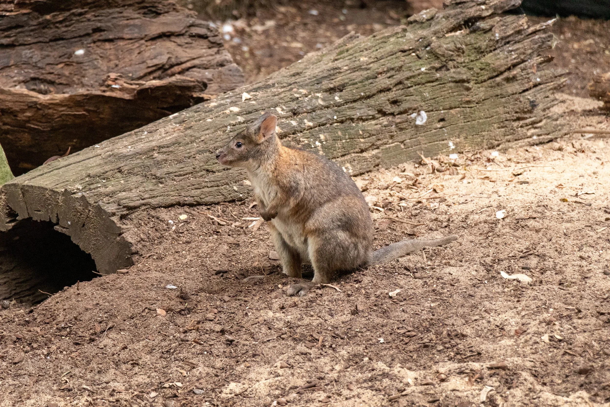 A pademelon stands in front of a hollowed-out tree, Featherdale Wildlife Park, Doonside, Australia.