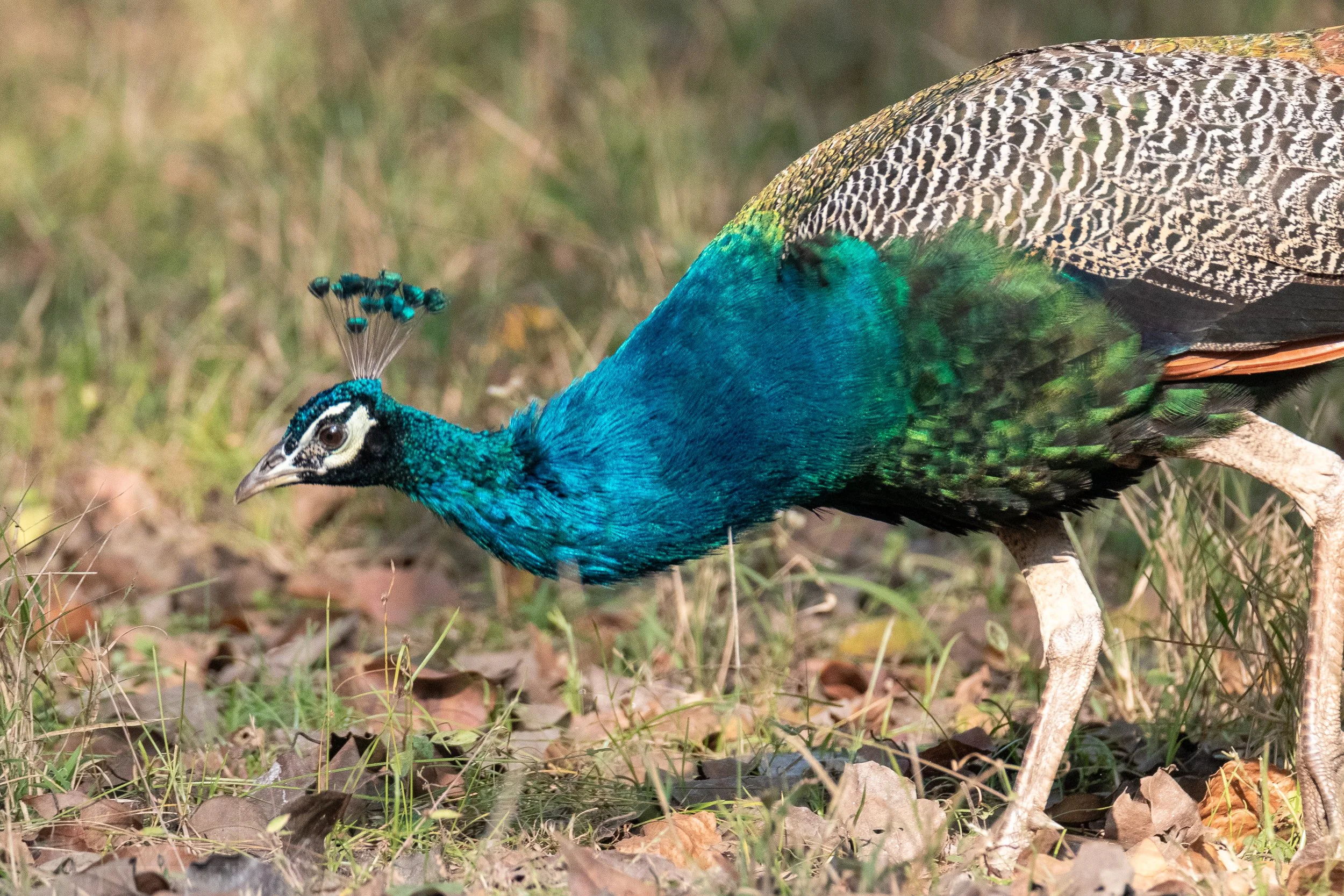 A blue and green peacock lowers its head towards leaf-covered grass, Kanha Tiger Reserve, India.