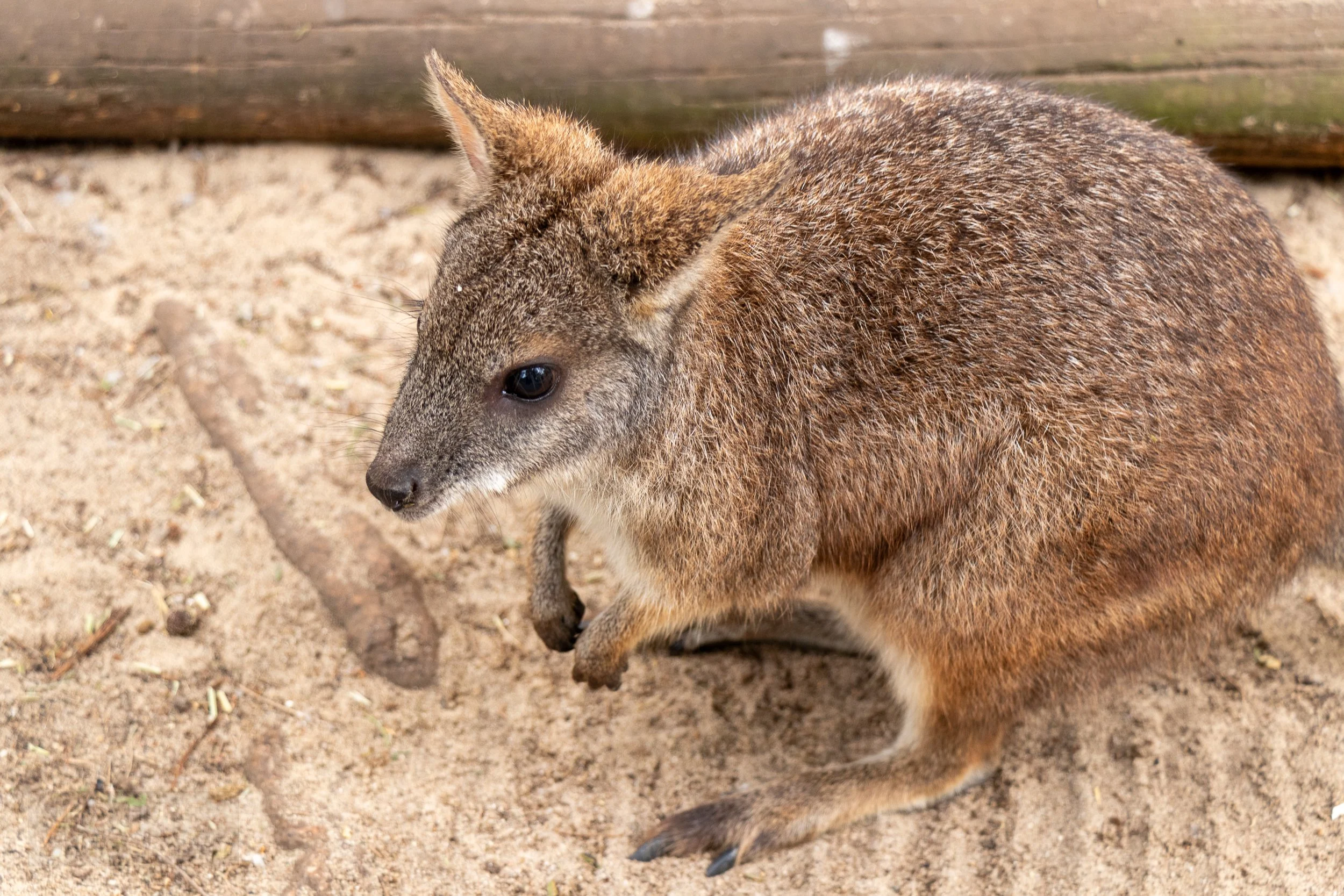 A tammar wallaby stands in a sandy enclosure, Featherdale Wildlife Park, Doonside, Australia.