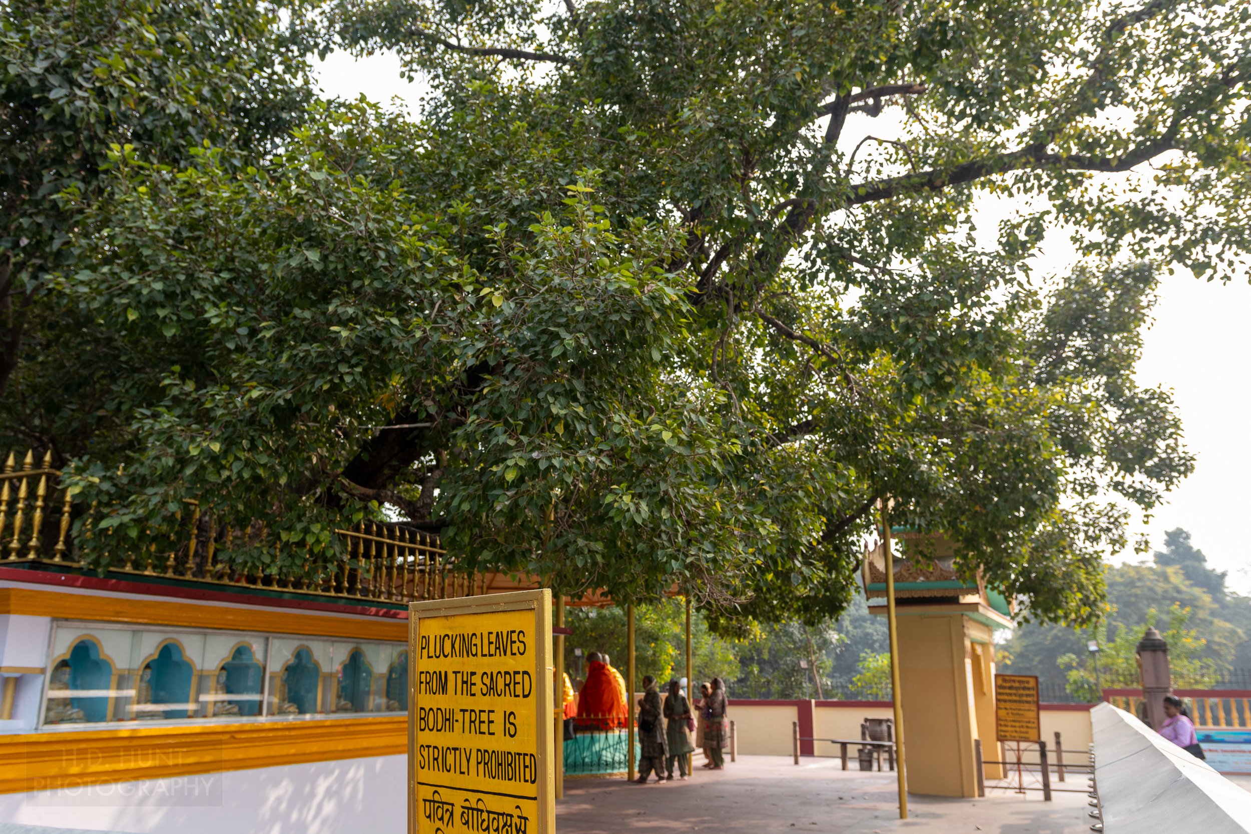 A large bodhi tree, Sarnath, India.