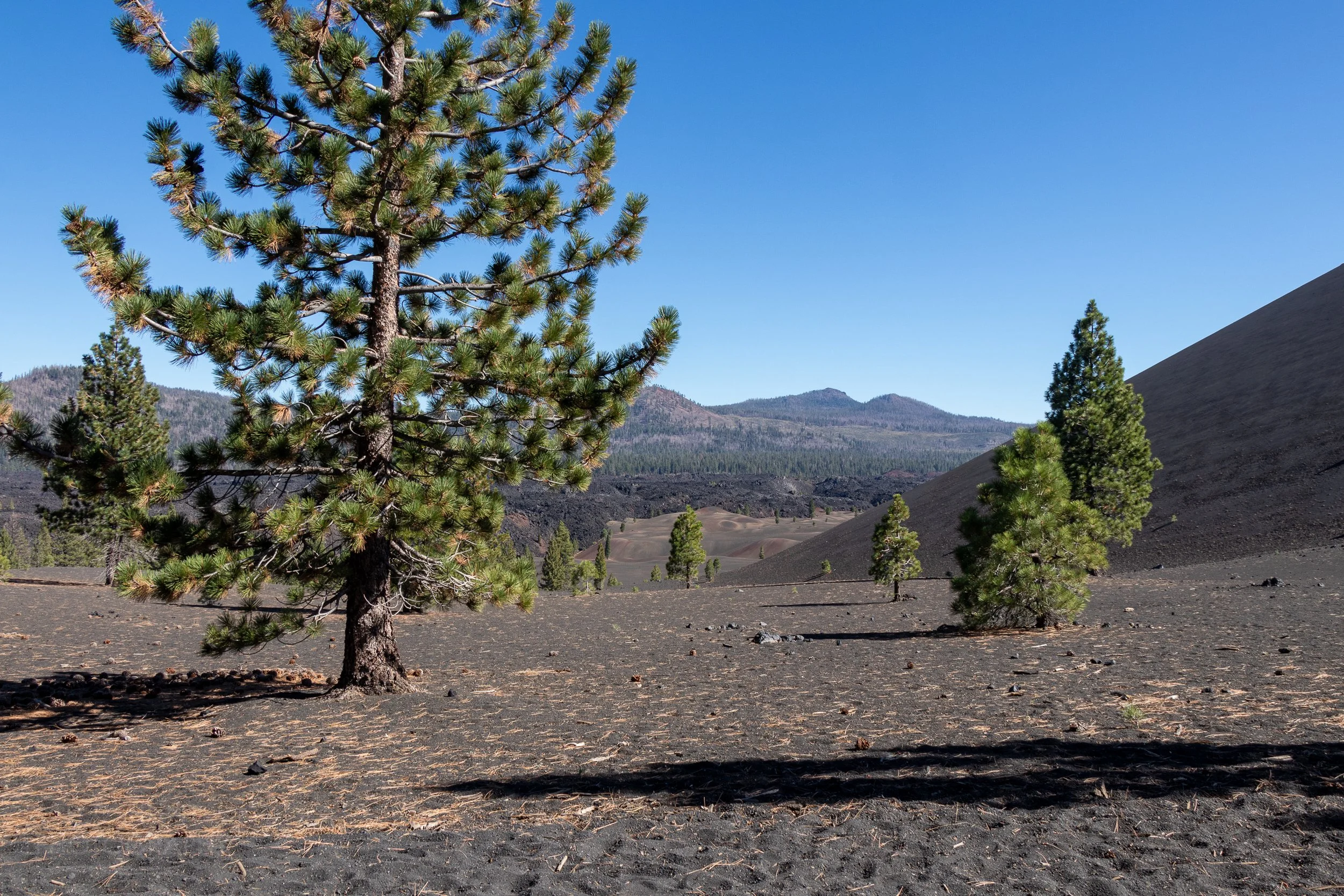 Black basalt stretches into the distance, broken by tall pine trees and mountains far in the background, Lassen Volcanic National Park, California, United States.