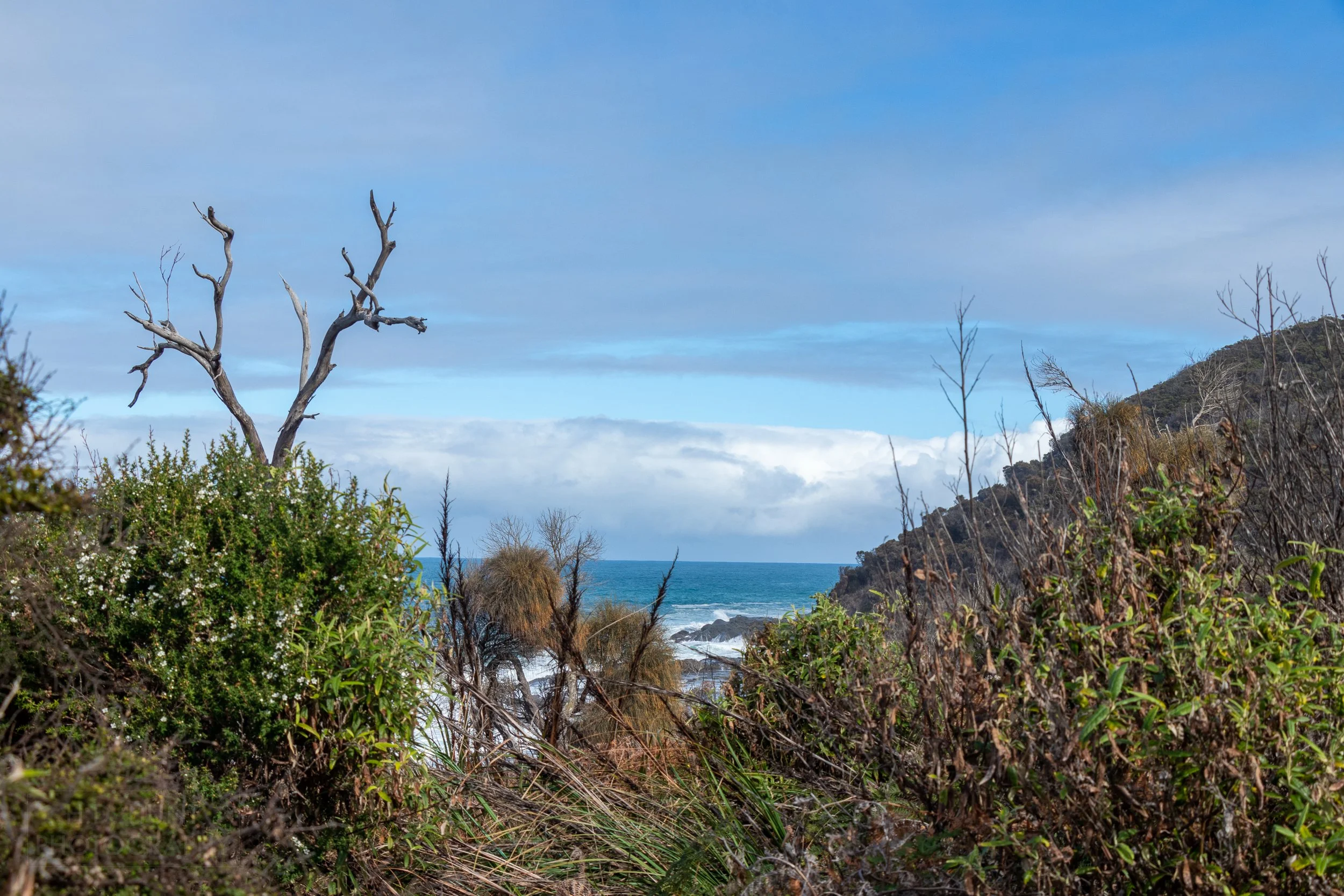 Obscured by shrubs, ocean waves crash into a rock beneath a cliff along The Great Ocean Walk, Victoria, Australia.