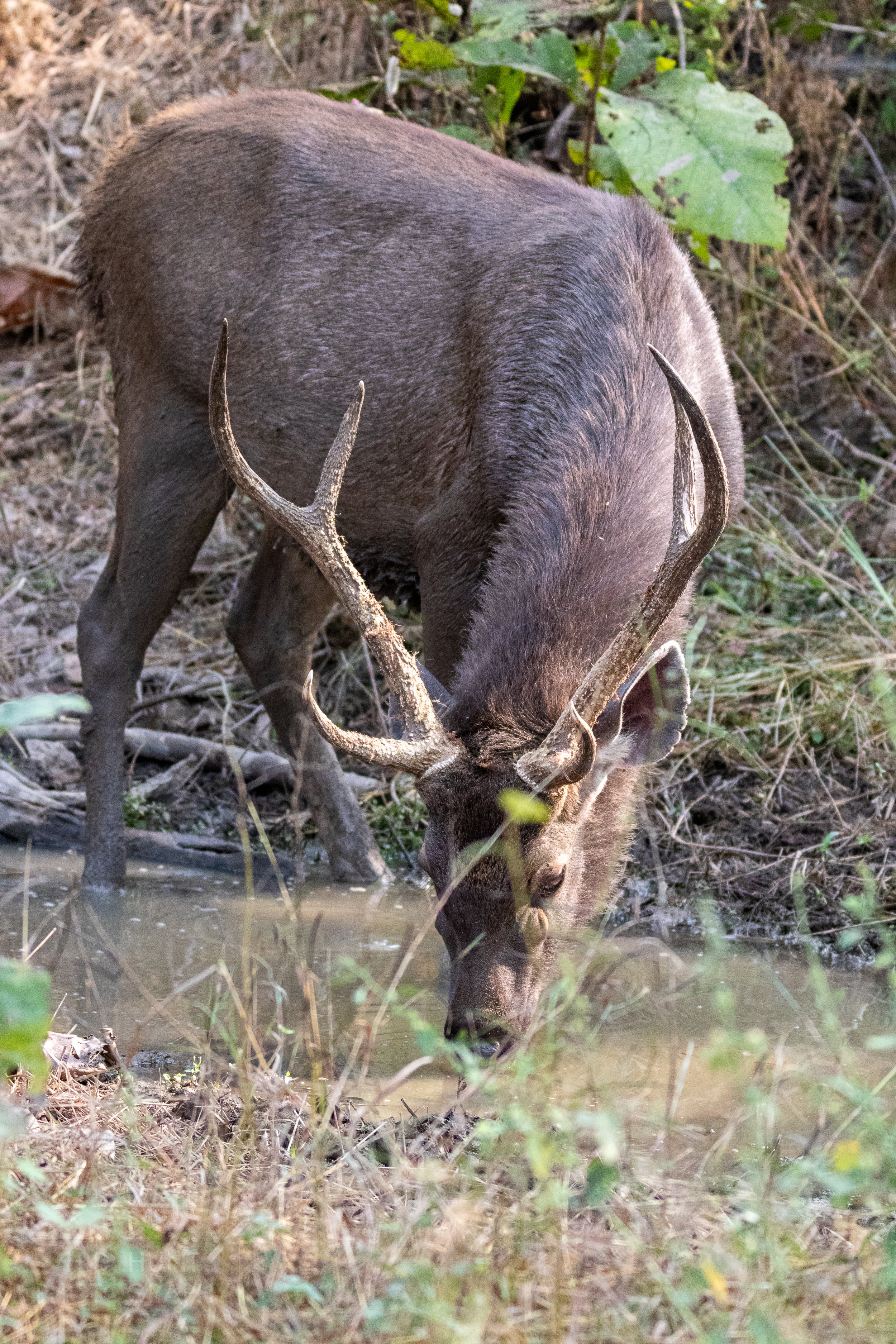 A sambar - a deer-resembling animal drinks from a pond in Panna National Park, India.