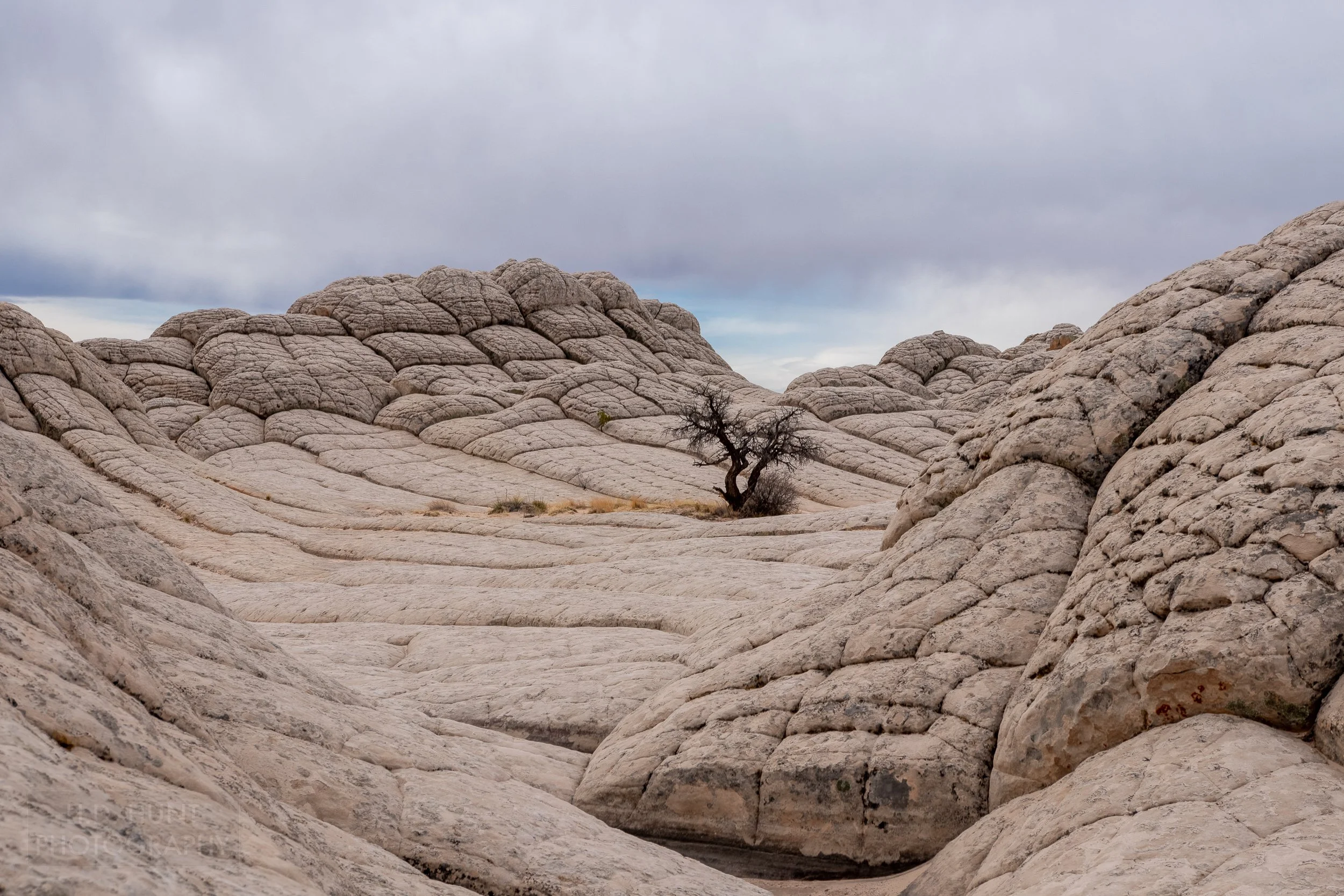 A small bush grows in an earth bowl surrounded by rising heavily folded white rock faces, White Pocket, Vermillion Cliffs National Monument, Arizona, United States.