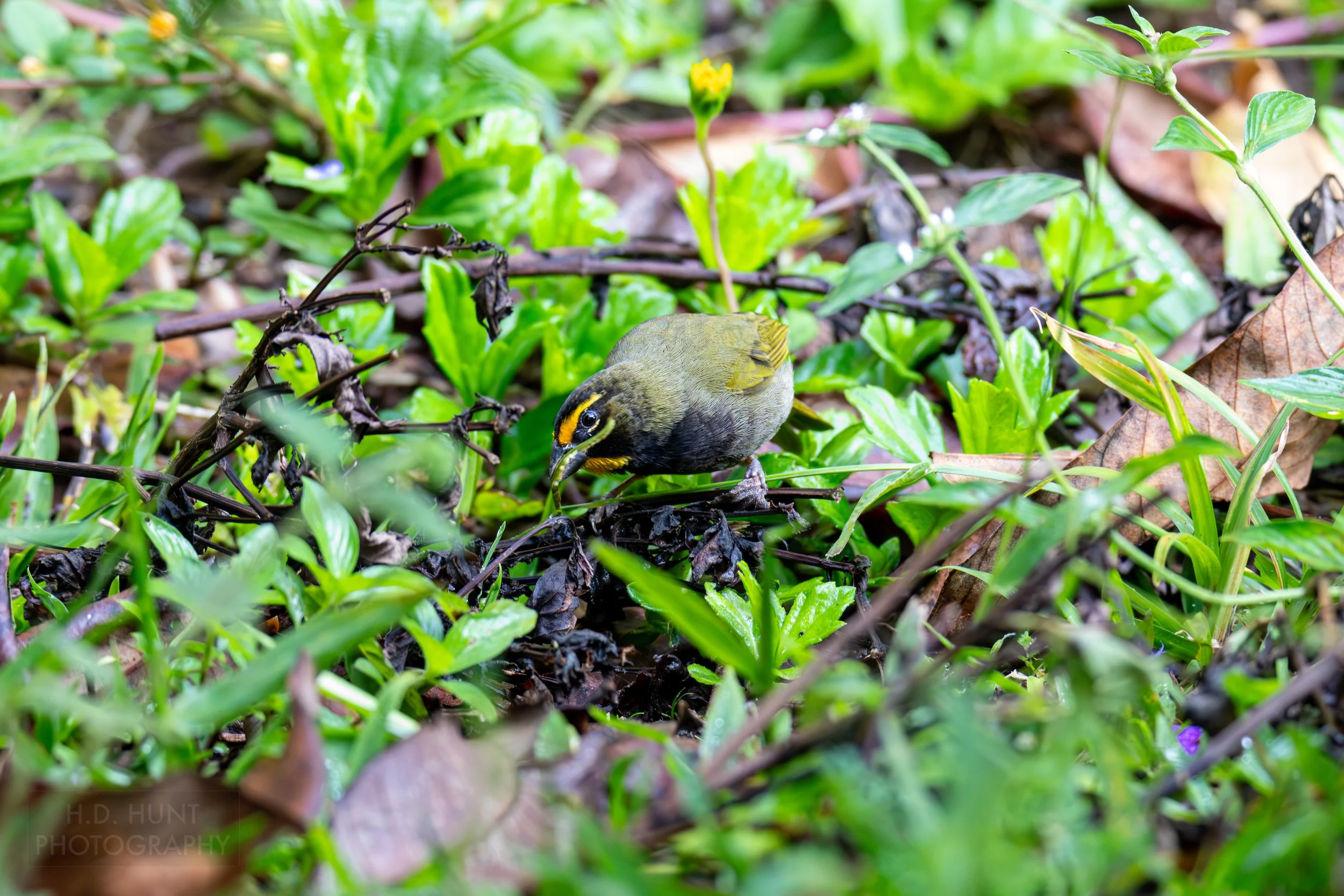 A yellow-faced grassquit eats grass in a field at Curi Cancha, Monteverde, Costa Rica.