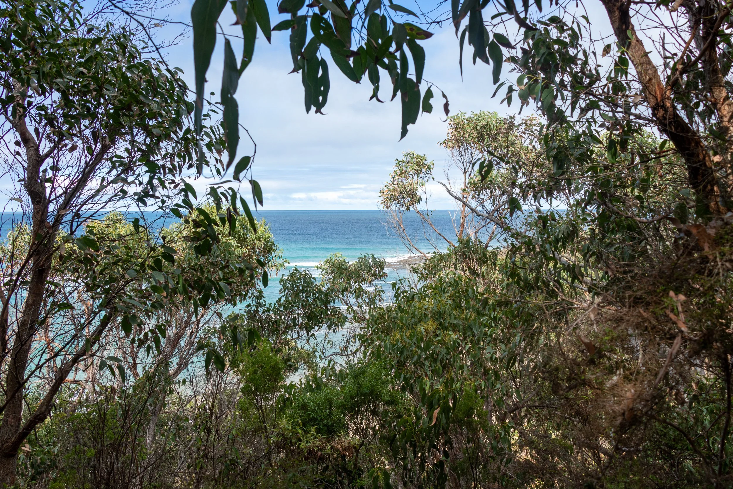 The Southern Ocean is seen behind trees along The Great Ocean Walk, Victoria, Australia.