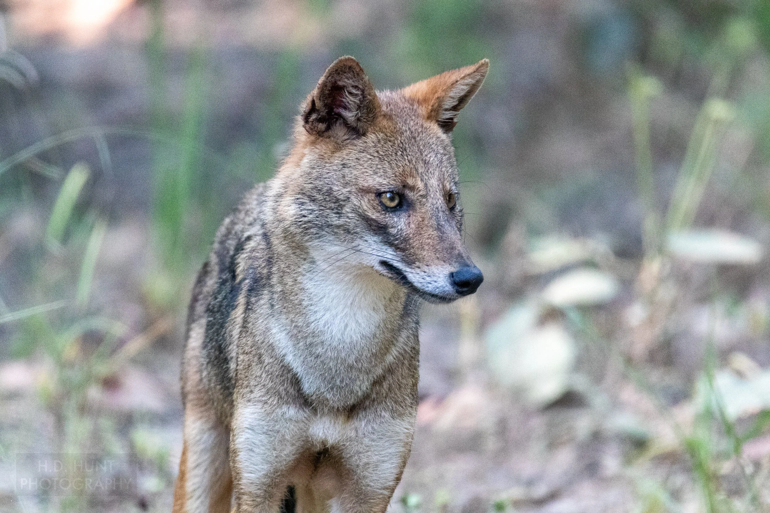 A brown and white Indian jackal stalks prey in a grassy field, Kanha Tiger Reserve, India.