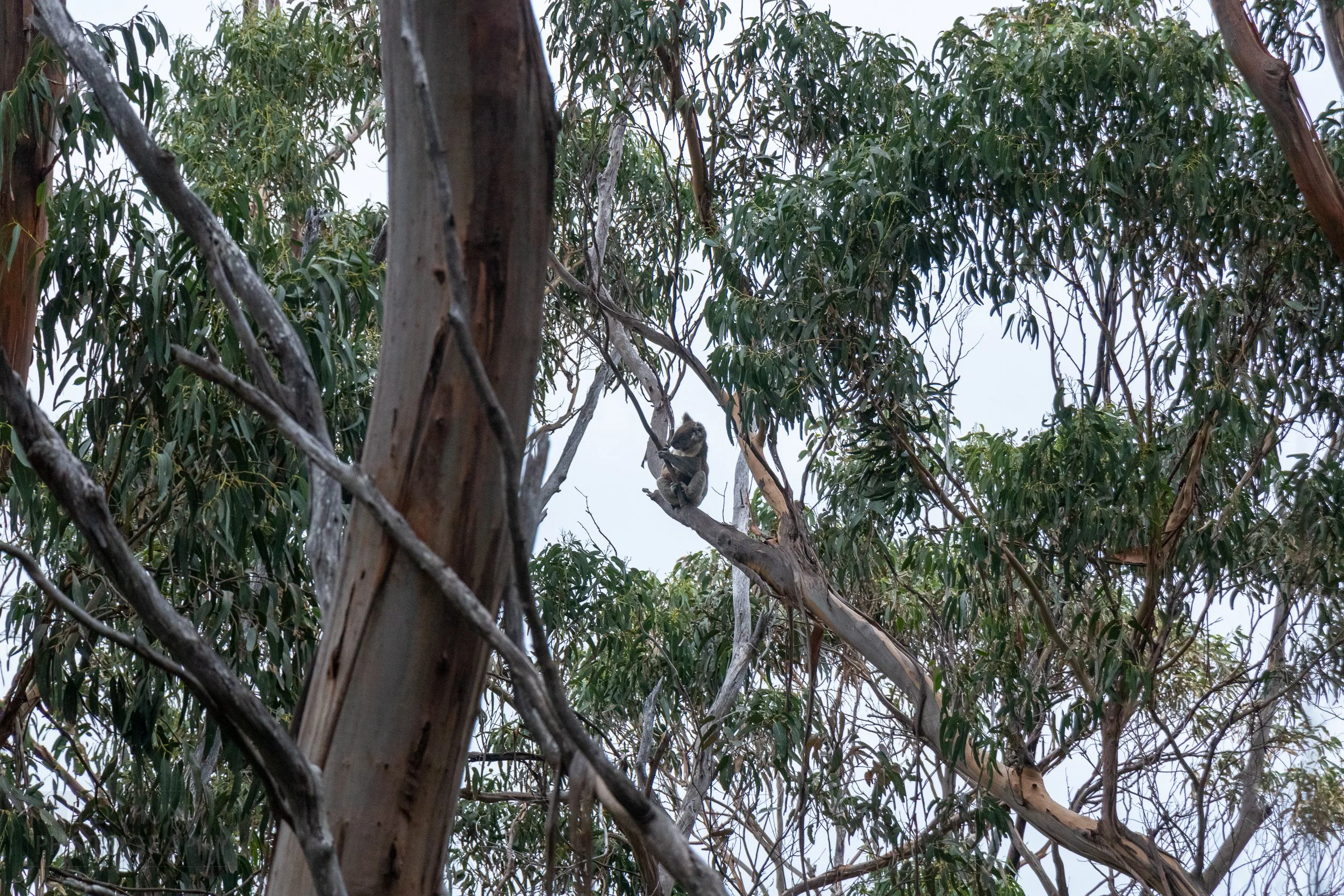 A koala sits high in a tree along The Great Ocean Walk near Shelly Beach, Victoria, Australia.