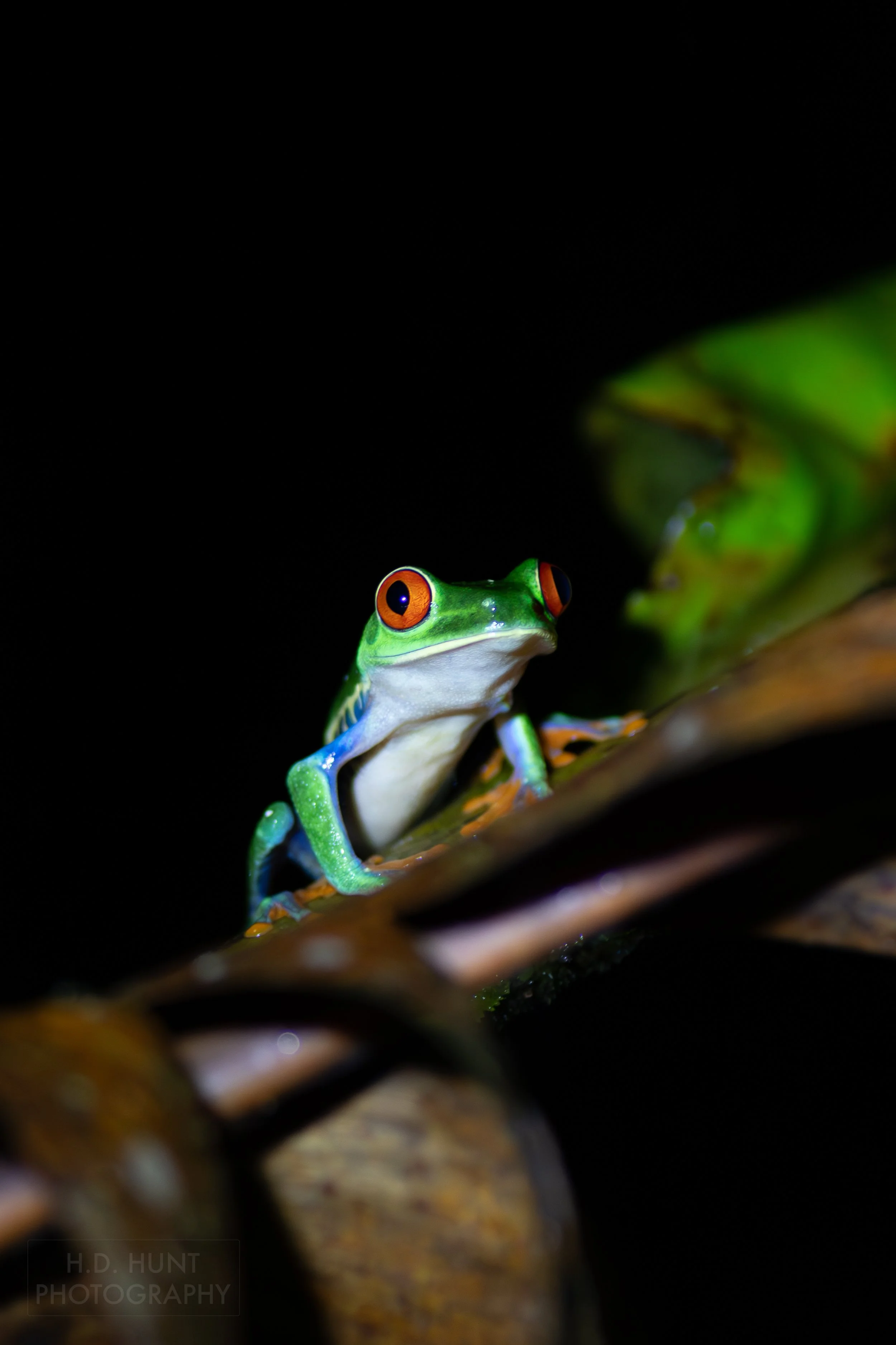 A red-eyed tree frog sits atop a leaf in a jungle forest beneath Arenal Volcano, La Fortuna, Costa Rica.