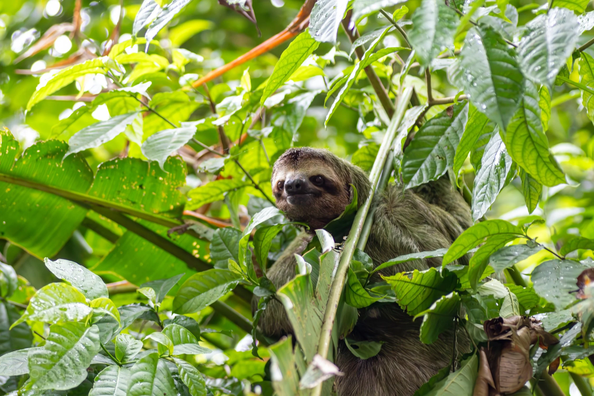A sloth climbs in a tree in Manuel Antonio National Park, Quepos, Costa Rica.