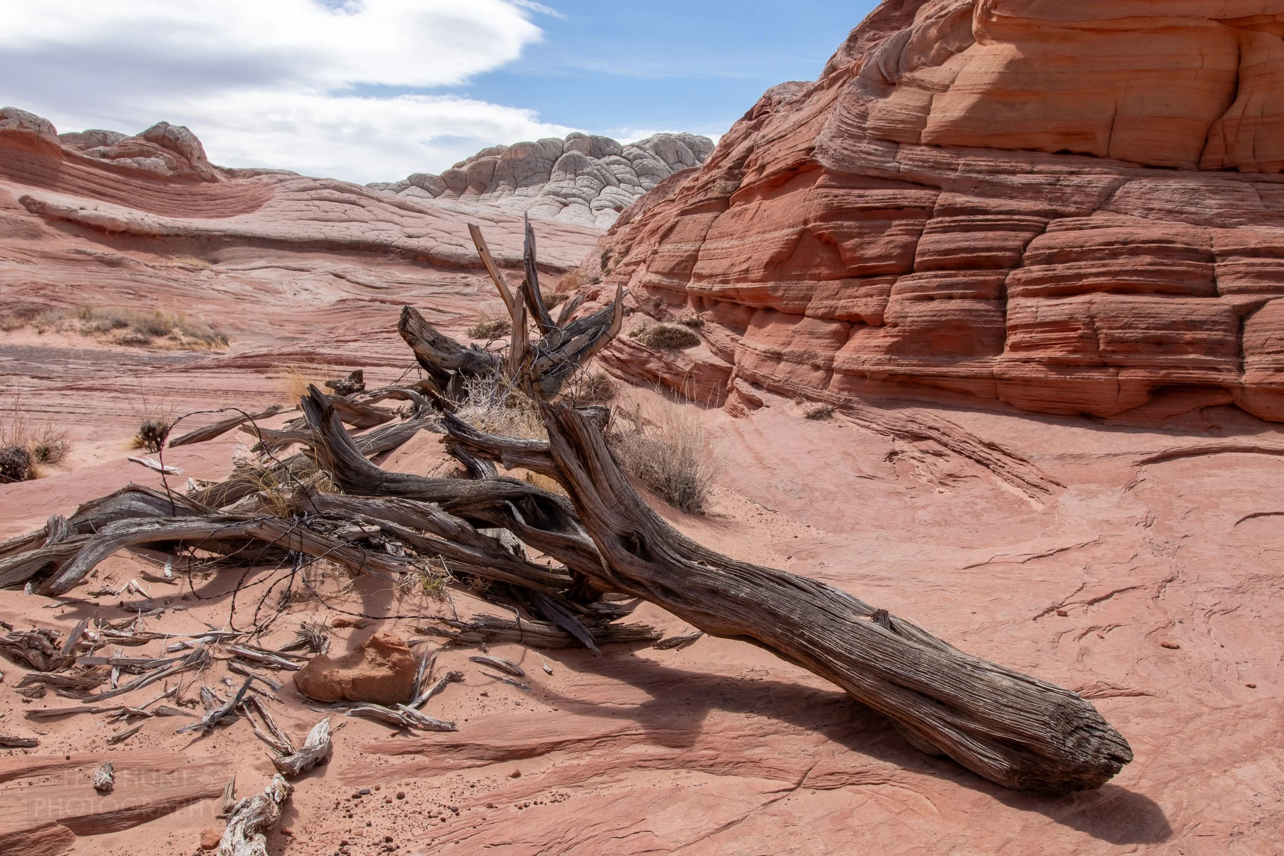 A piece of a dead tree sits atop the red sandstone ground in White Pocket, Vermillion Cliffs National Monument, Arizona, United States.