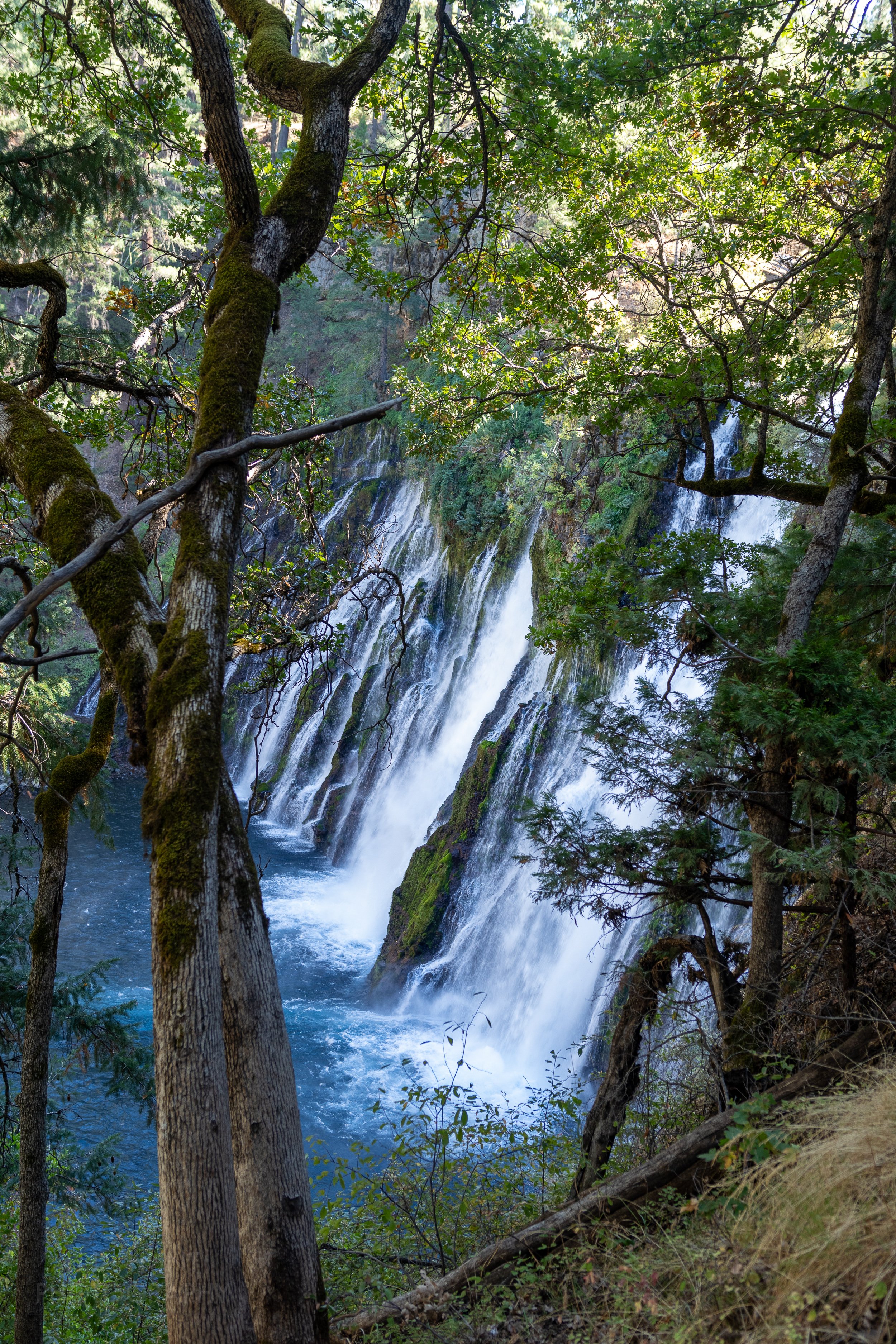Multiple cascades of water fall over a green plant covered rocky cliff, Burney Falls, California, United States.