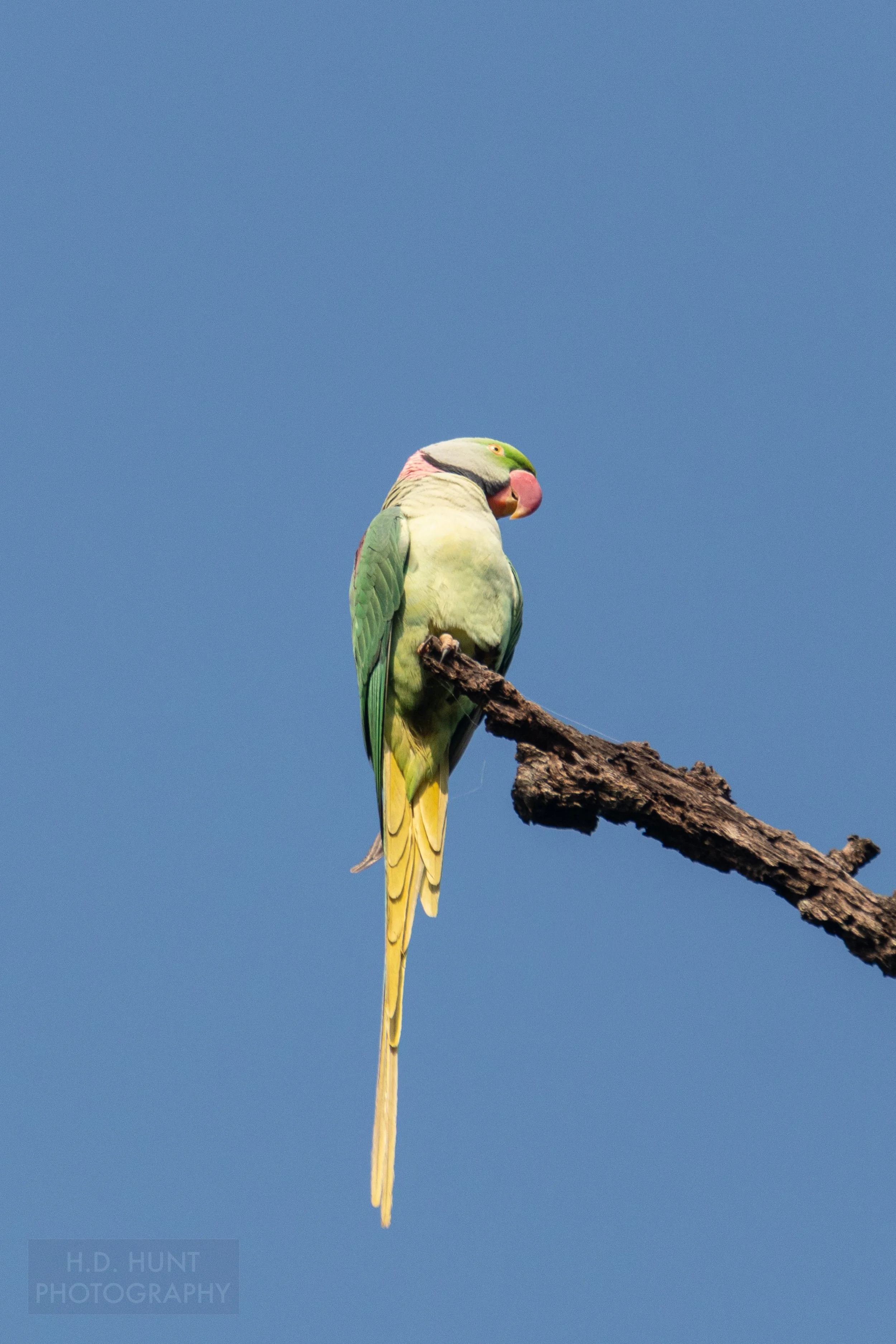 A green, yellow, and pink parakeet sits atop a tree branch, Kanha Tiger Reserve, India.
